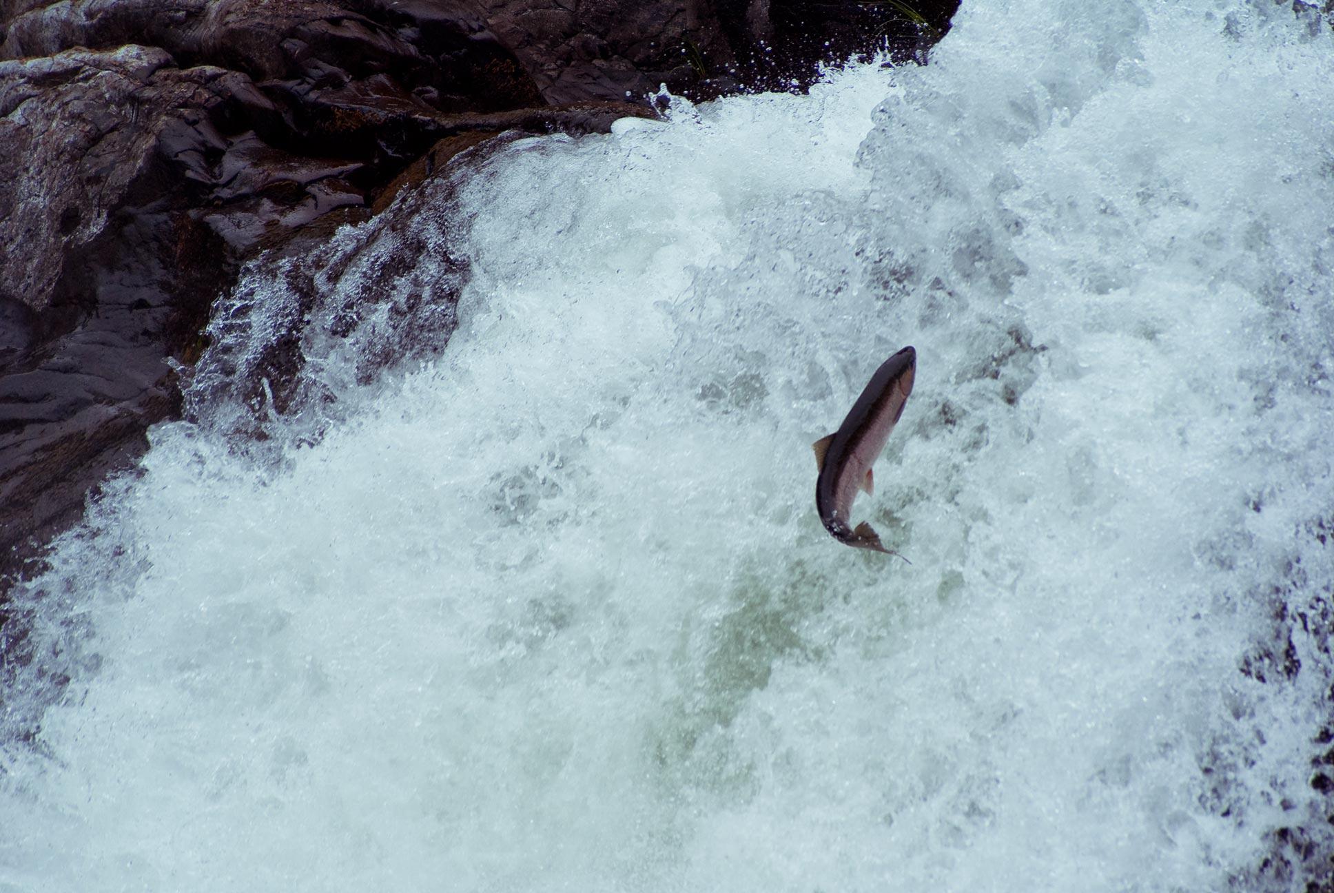 Hd Salmon Fish River Waterfall Desktop Background Images - Salmon - HD Wallpaper 