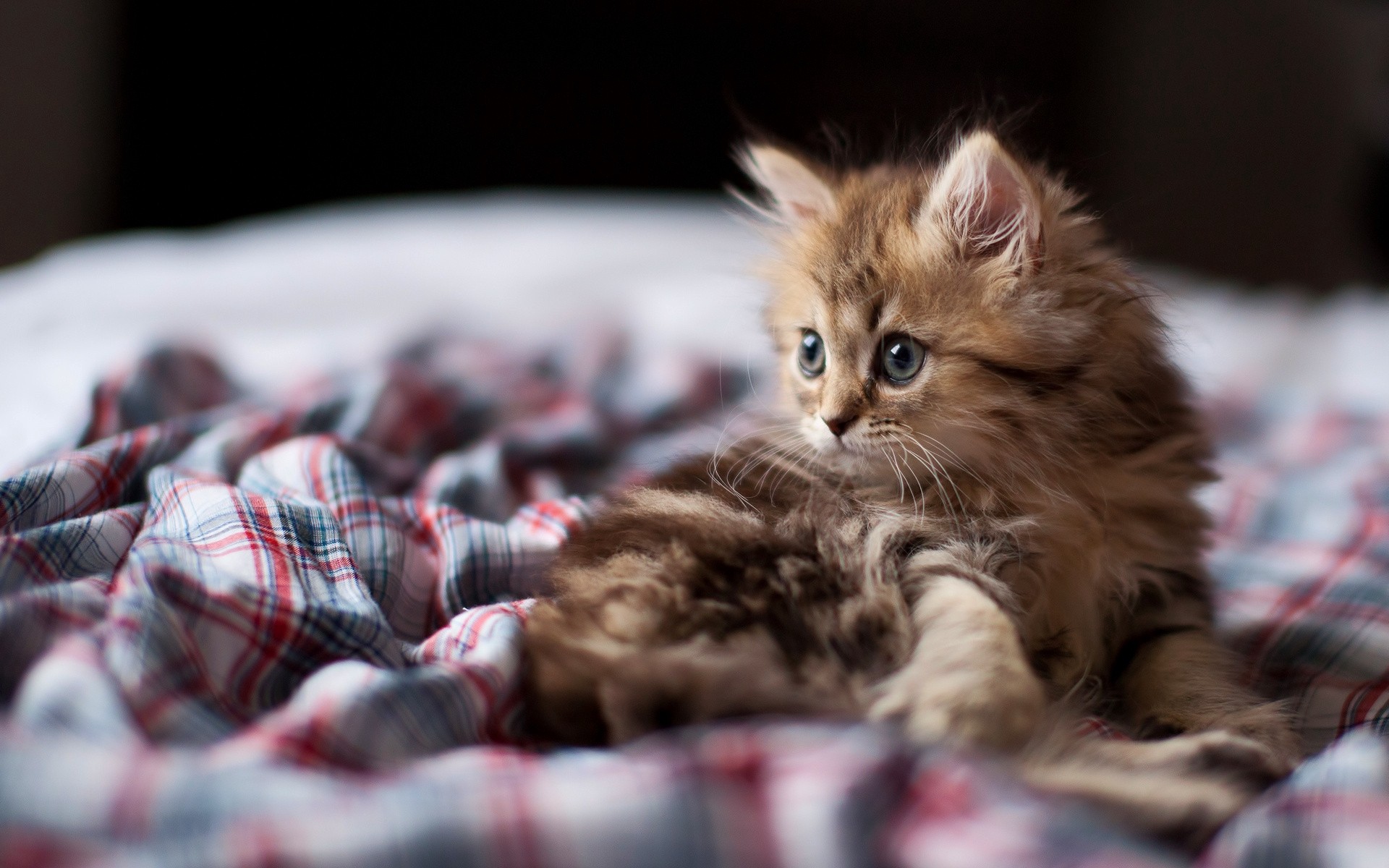 Kitten Desktop - HD Wallpaper 