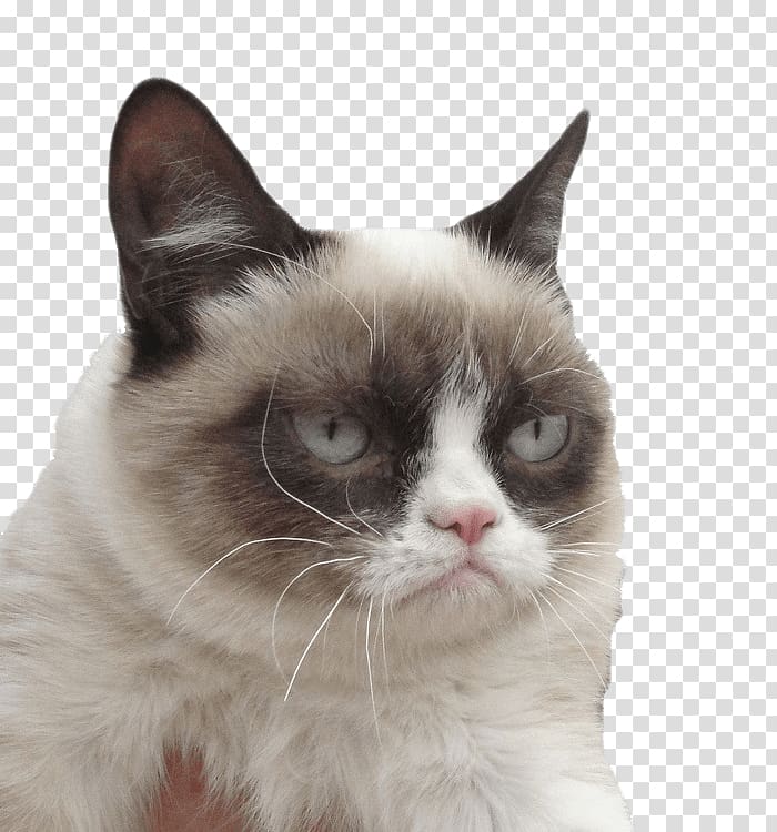 Grumpy Cat Kitten Desktop , Cat Transparent Background - Grumpy Cat No Background - HD Wallpaper 