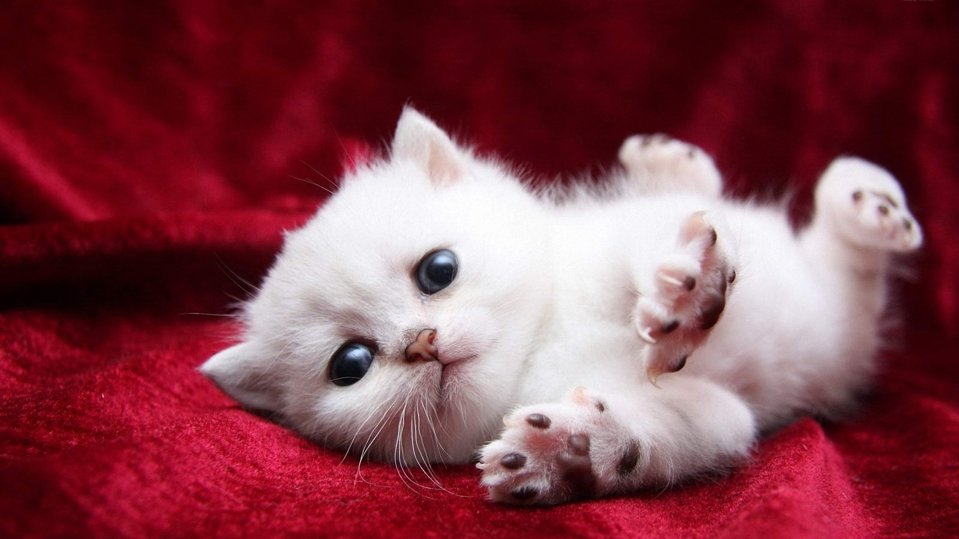 White Cats And Kittens - HD Wallpaper 