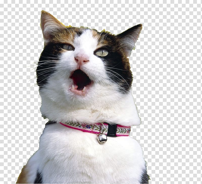 Cat Kitten Desktop , Cat Transparent Background Png - Pirate Aye Matey Meme - HD Wallpaper 