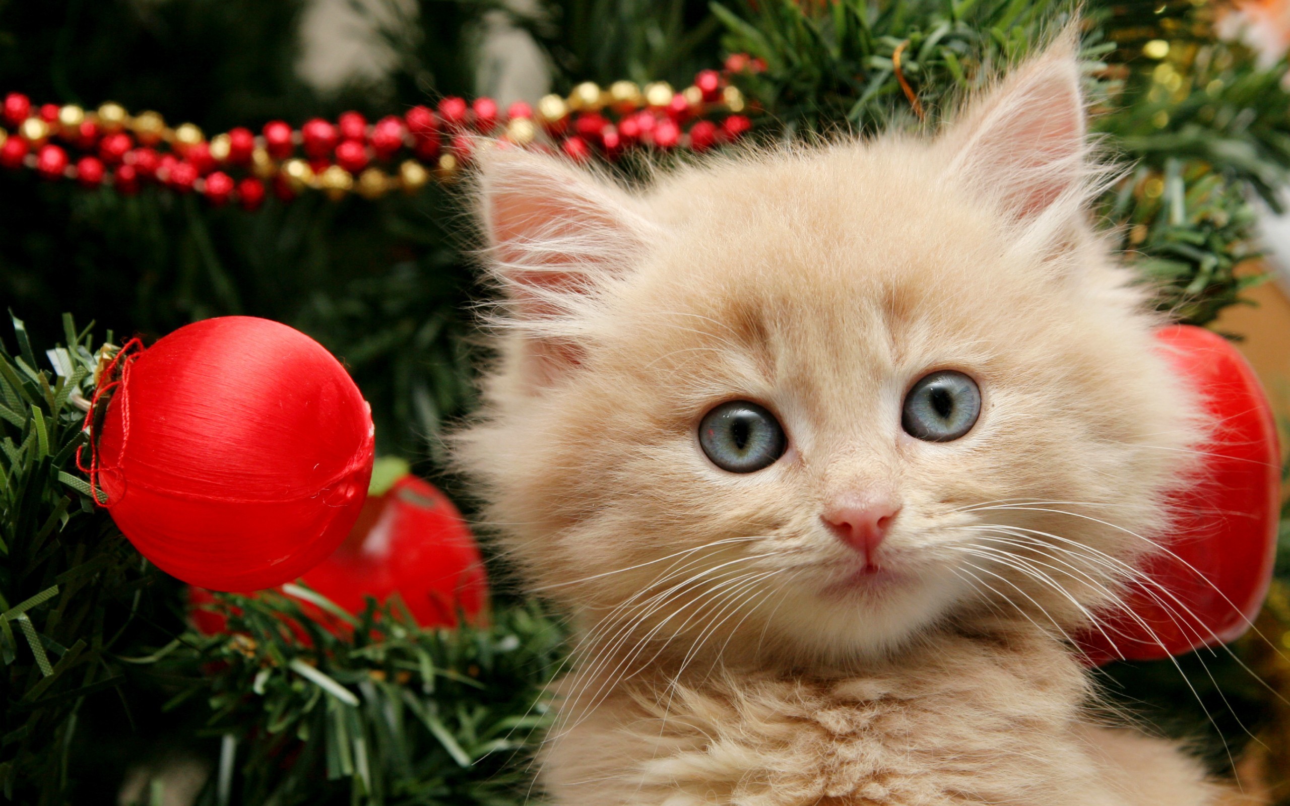 2560x1600, 2016 Christmas Kittens Hdq Images - Christmas Cat Background - HD Wallpaper 