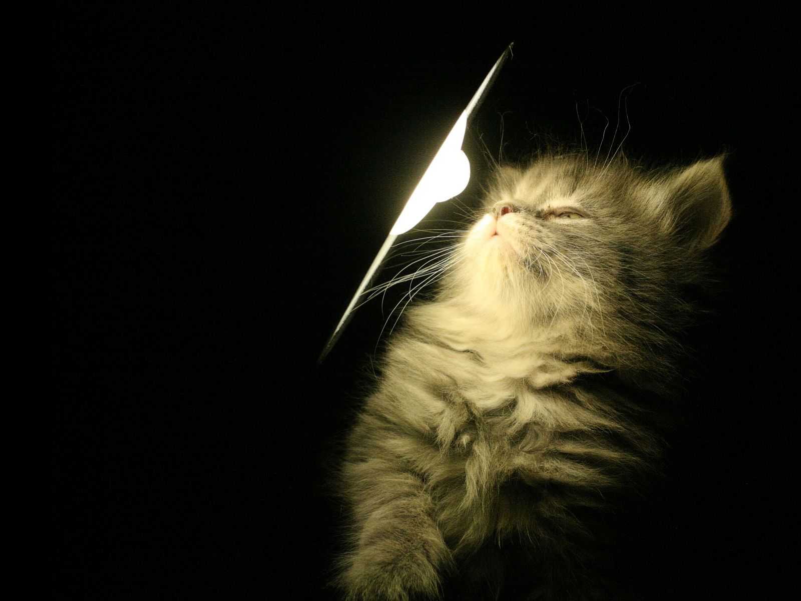 Desktop Wallpapers Free Kitten - Cat Dark Wallpaper Hd - HD Wallpaper 