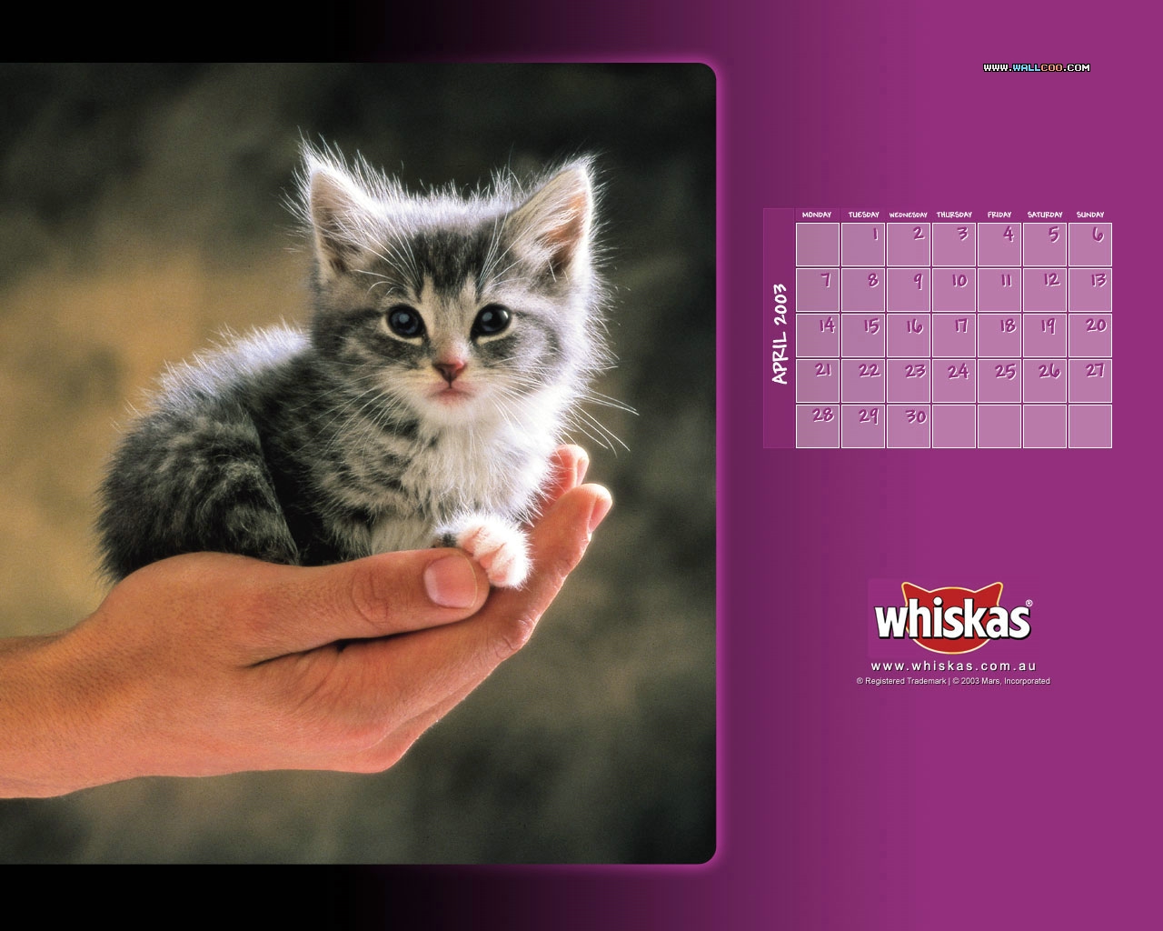 Whiskas Cat Food - Cat From Whiskas Commercial - HD Wallpaper 