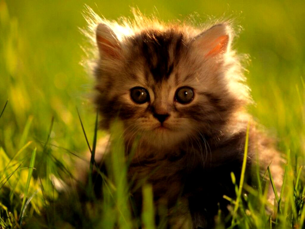 Kitten Desktop Wallpapers Download - Most Cute Cats Ever - HD Wallpaper 