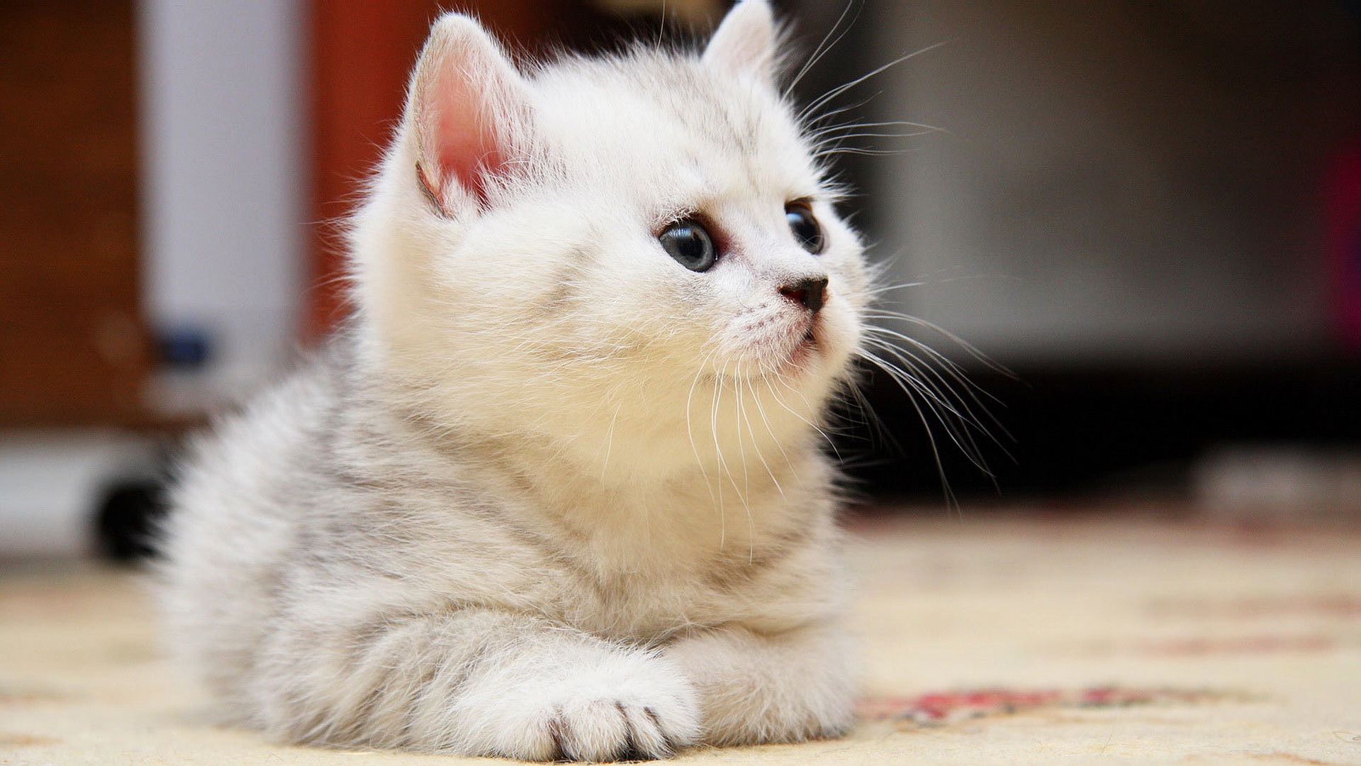 Fluffy Kitten Wallpaper Desktop Background Widescreen, - HD Wallpaper 