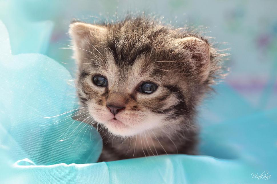 Cats Glance Kittens Animals For Desktop Wallpaper,baby - HD Wallpaper 