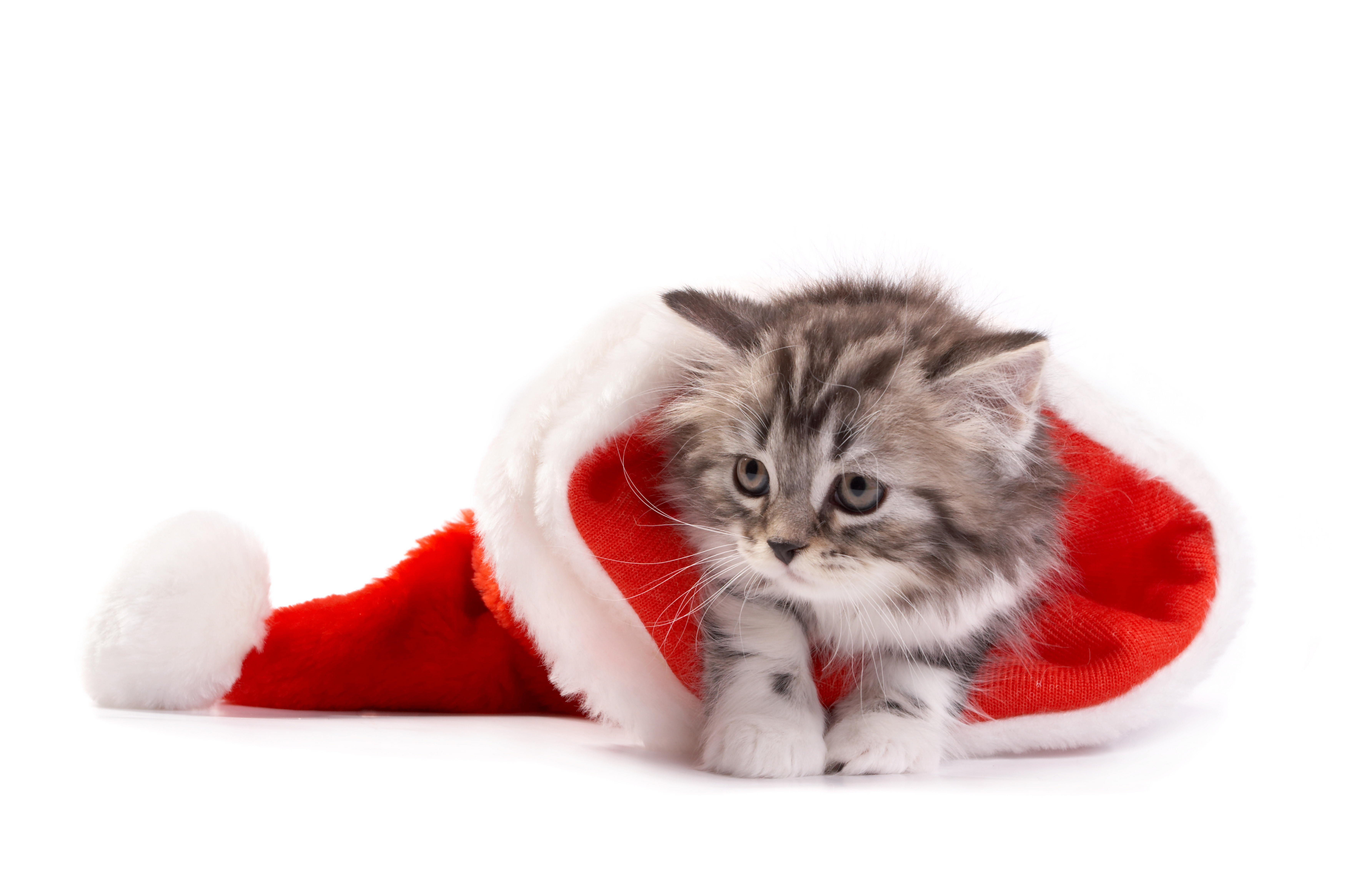 Christmas Cover With Cats - HD Wallpaper 