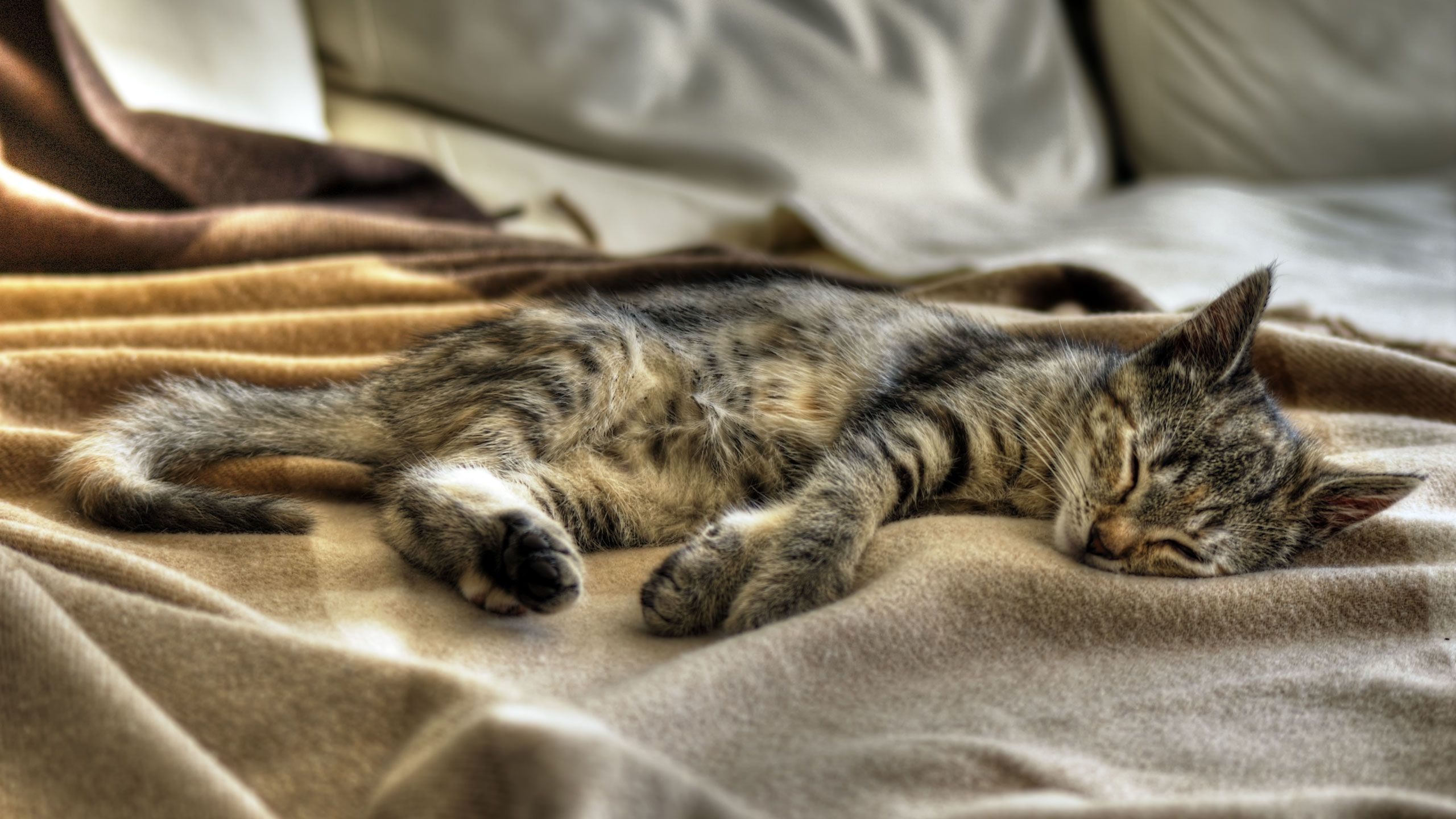 Sleeping Cat - HD Wallpaper 