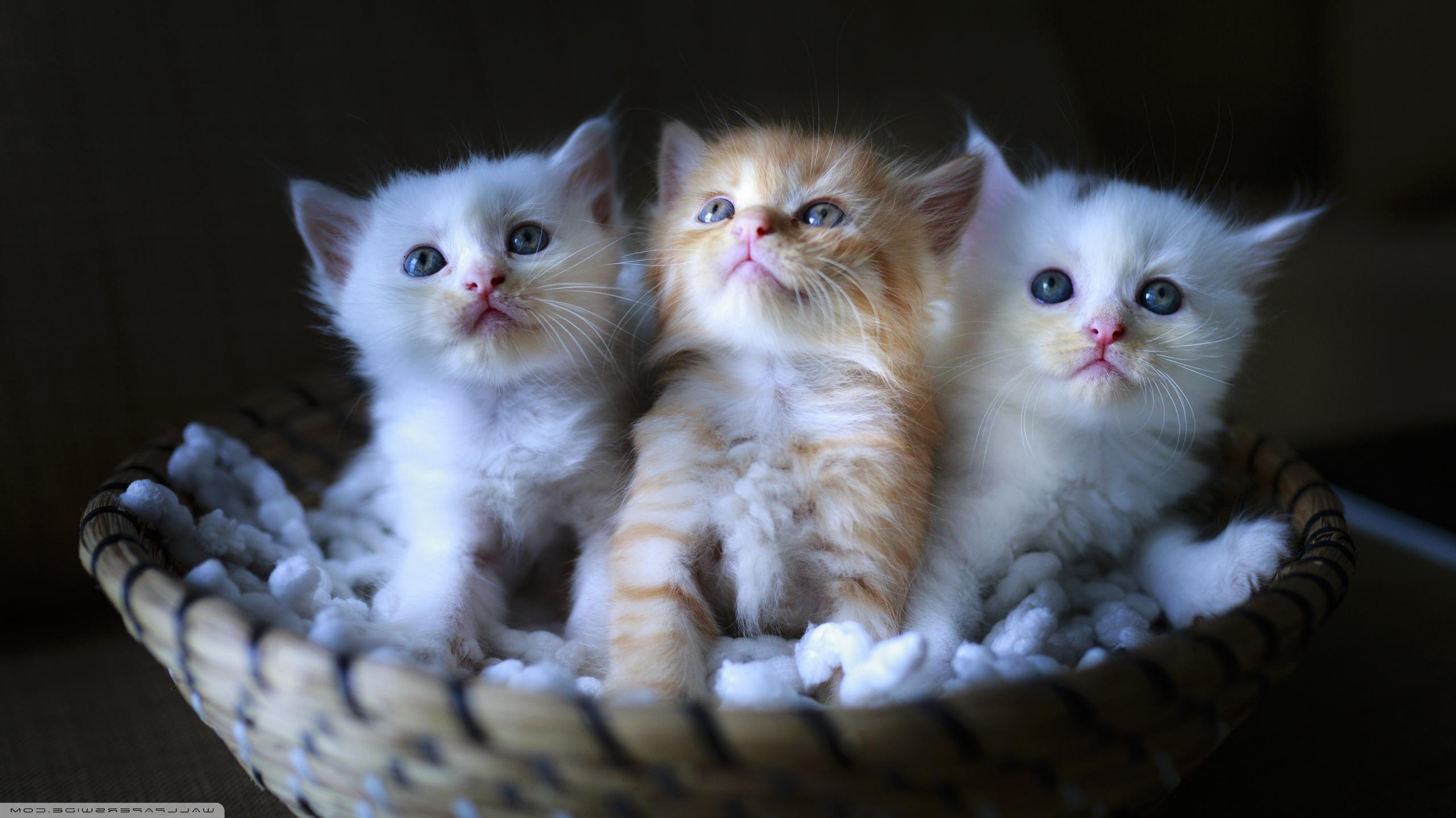 Kitten Desktop Wallpaper - HD Wallpaper 