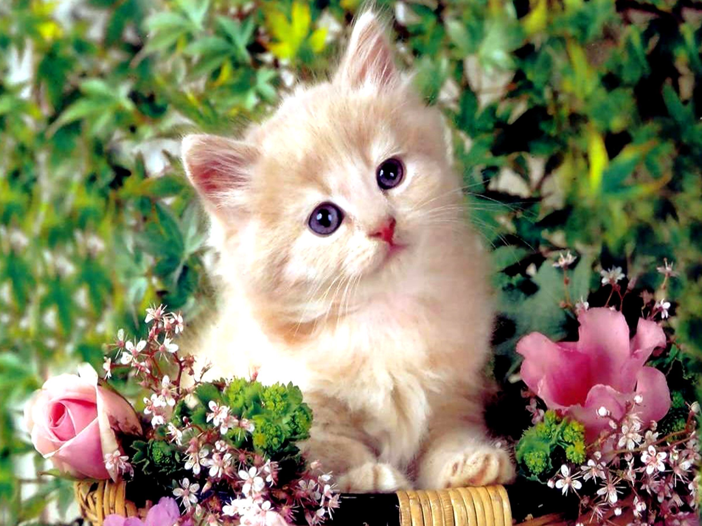 Kittens Wallpapers, Hd Widescreen Pics - HD Wallpaper 