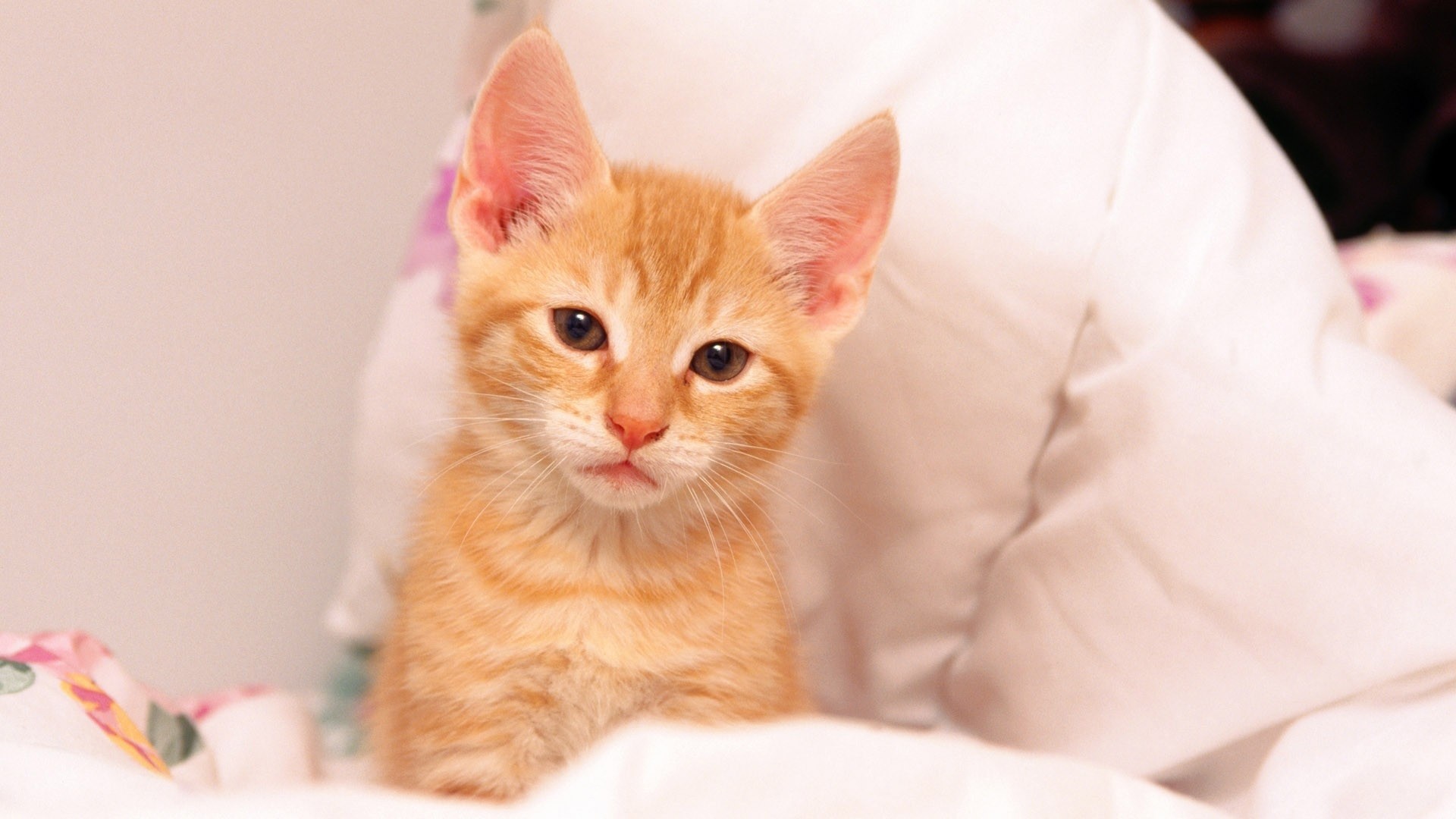 orange colour cat