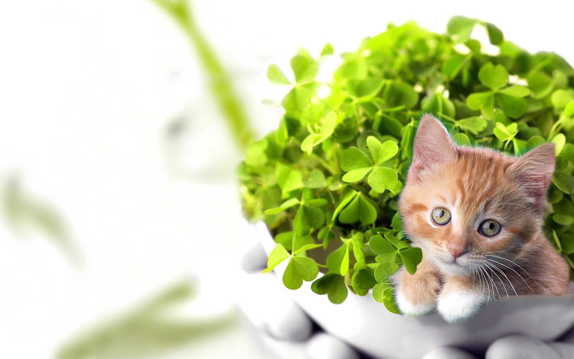 Kitten Desktop Wallpaper - HD Wallpaper 