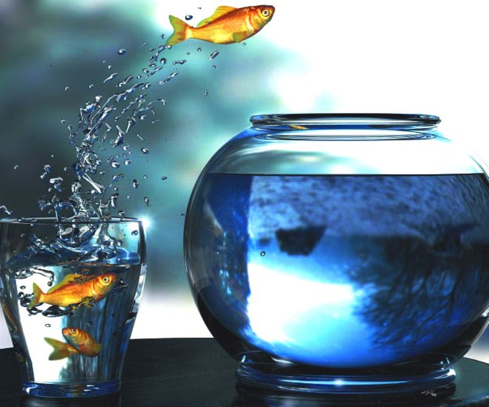How To Use Your Own Video Wallpaper On An Andro - Fish In Glass - HD Wallpaper 
