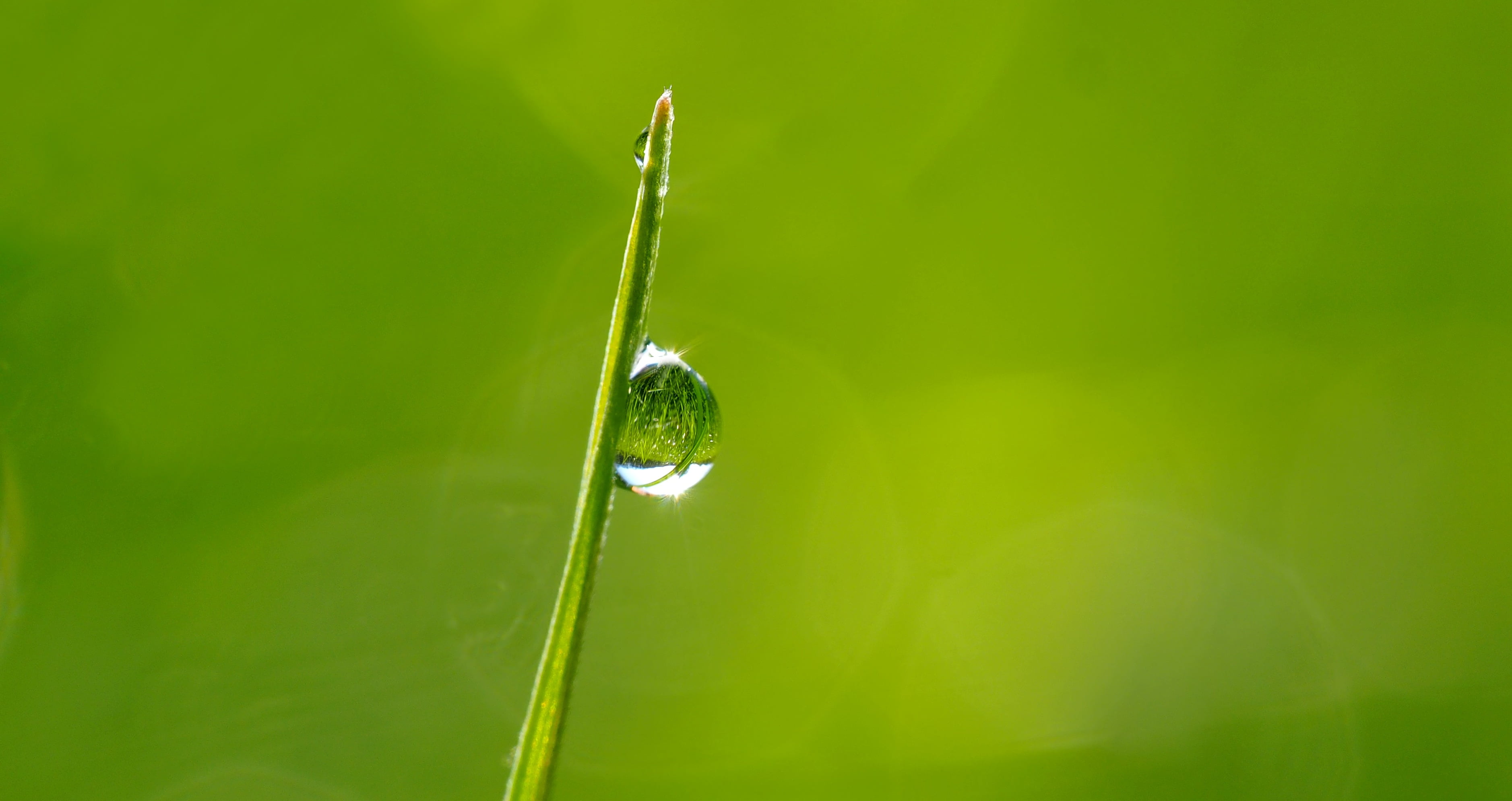 Dewdrops - HD Wallpaper 