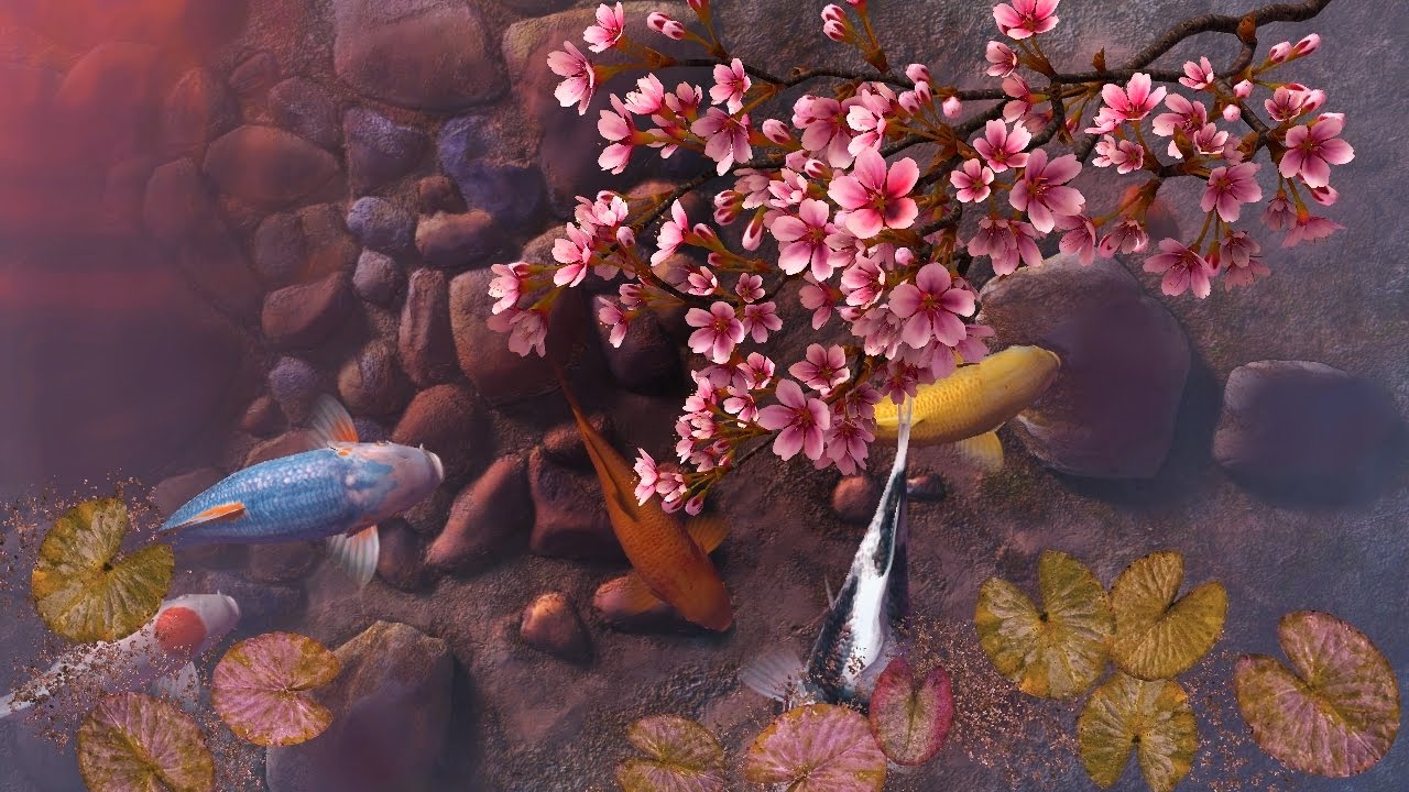 Koi Pond Sakura 3d Screensaver & Live Wallpaper Hd - Koi Pond - HD Wallpaper 