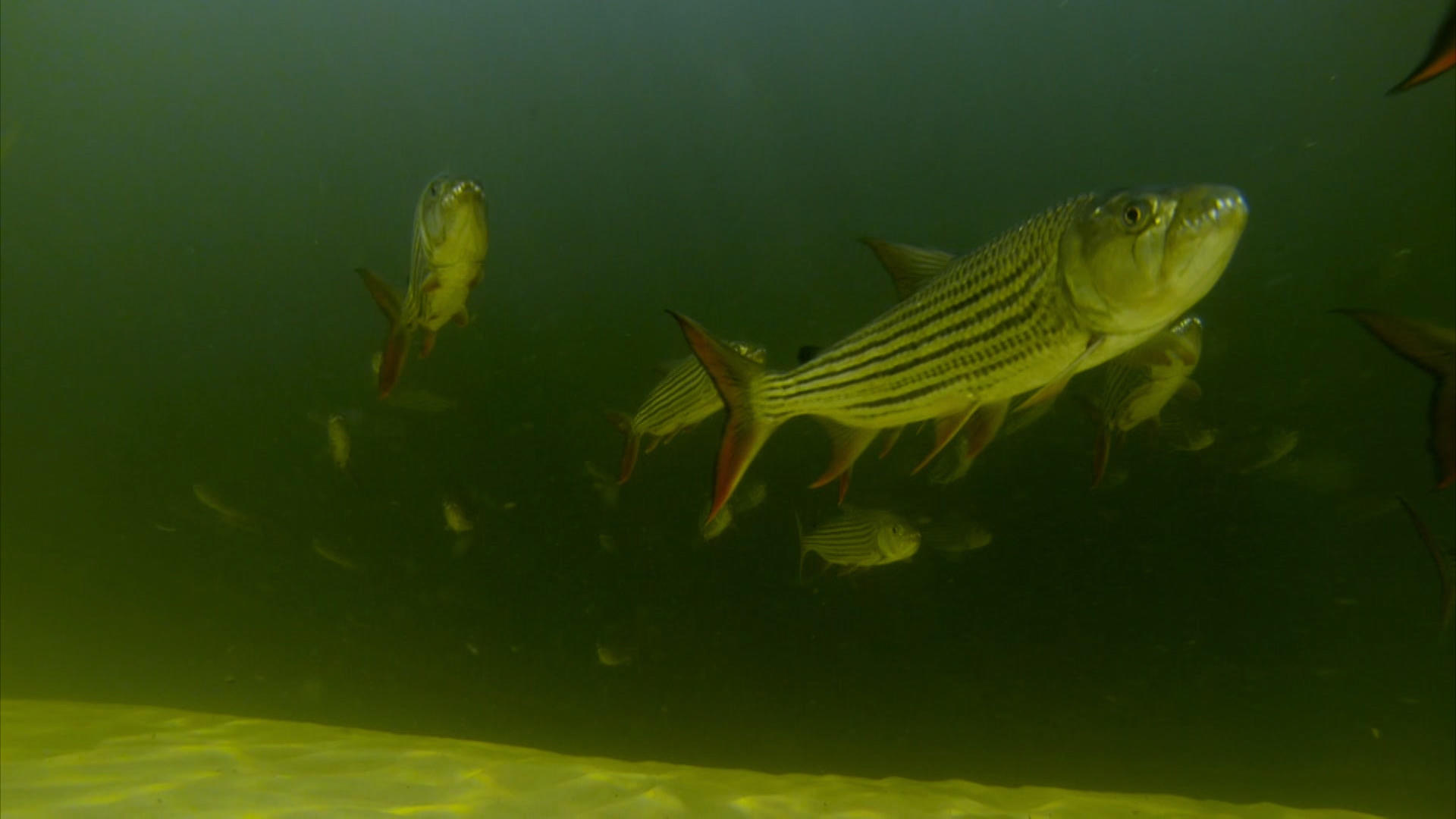 Striper Bass - HD Wallpaper 