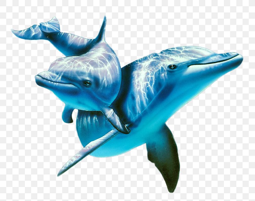 Dolphin Display Resolution High-definition Video Wallpaper, - HD Wallpaper 