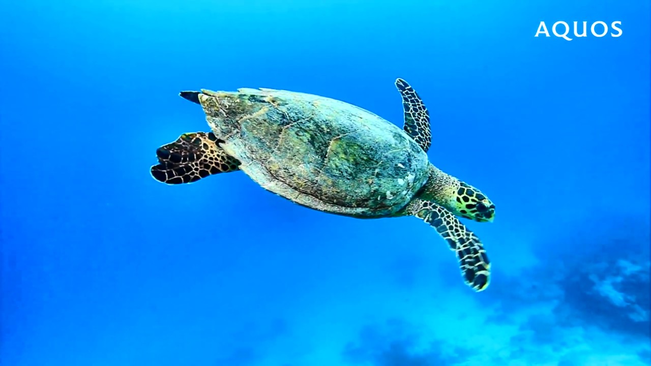 Hawksbill Sea Turtle - HD Wallpaper 