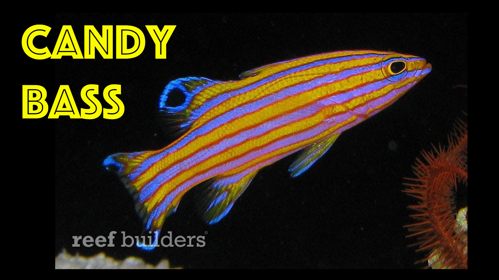 Thumbnail Candy Basslet - Coral Reef Fish - HD Wallpaper 