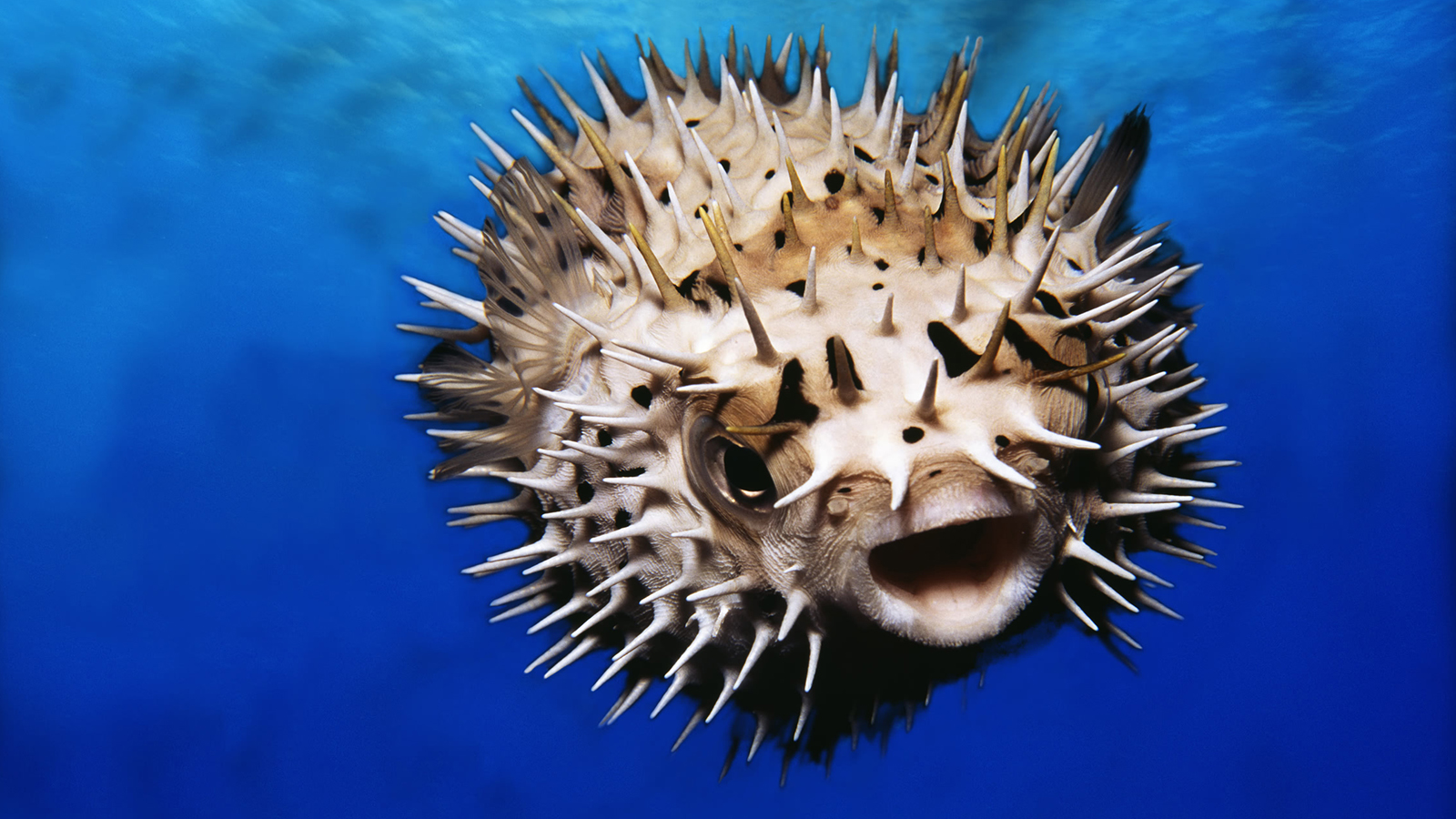 Pufferfish Backgrounds On Wallpapers Vista - Puffer Fish - HD Wallpaper 