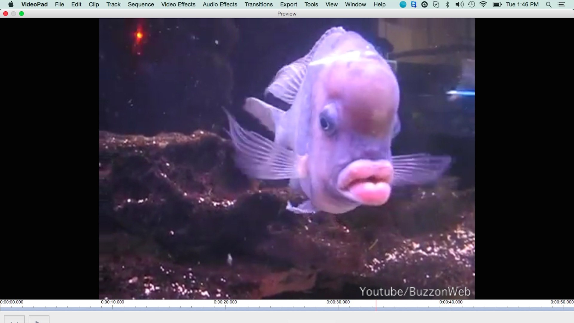 Poisson A Grosse Levres - HD Wallpaper 