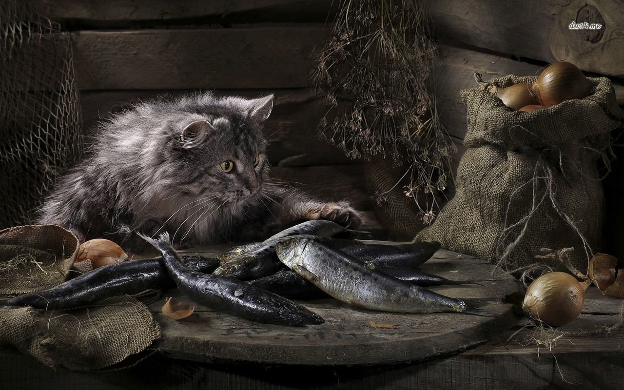 Kucing Ikan Asin Dan Aku - 1280x800 Wallpaper - teahub.io