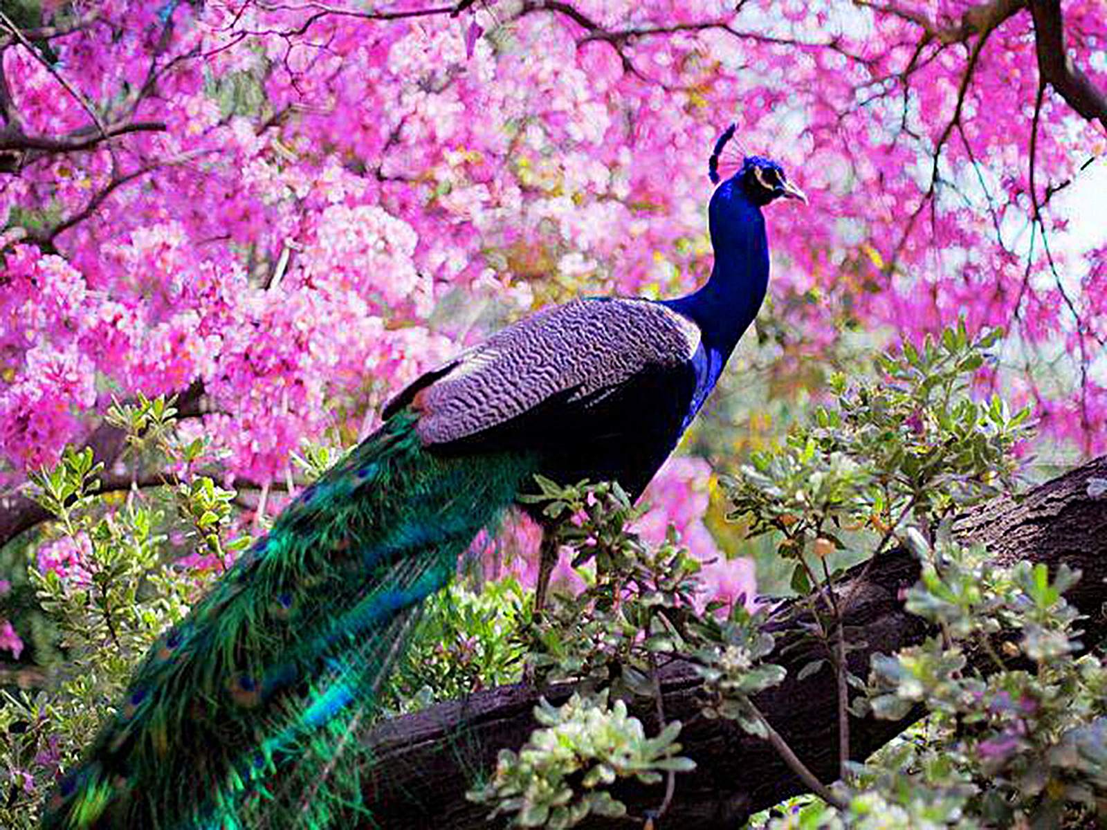 Peacock Hd Wallpapers - Beautiful Wallpaper Peacock - 1600x1200 Wallpaper - Peacock Hd Wallpapers - Beautiful Wallpaper Peacock - 1600x1200 Wallpaper -