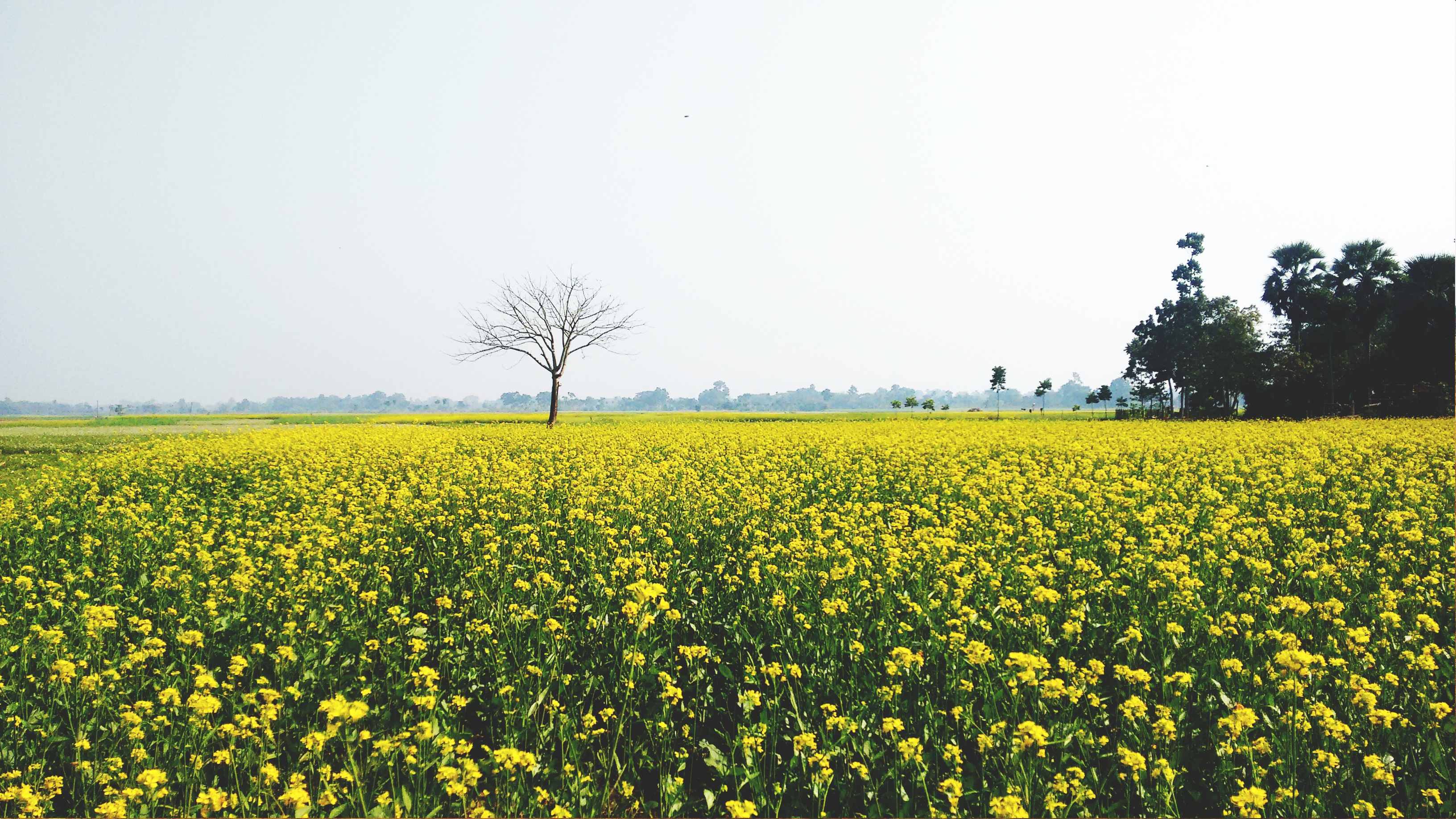 Green Field Yellow Flowers - HD Wallpaper 