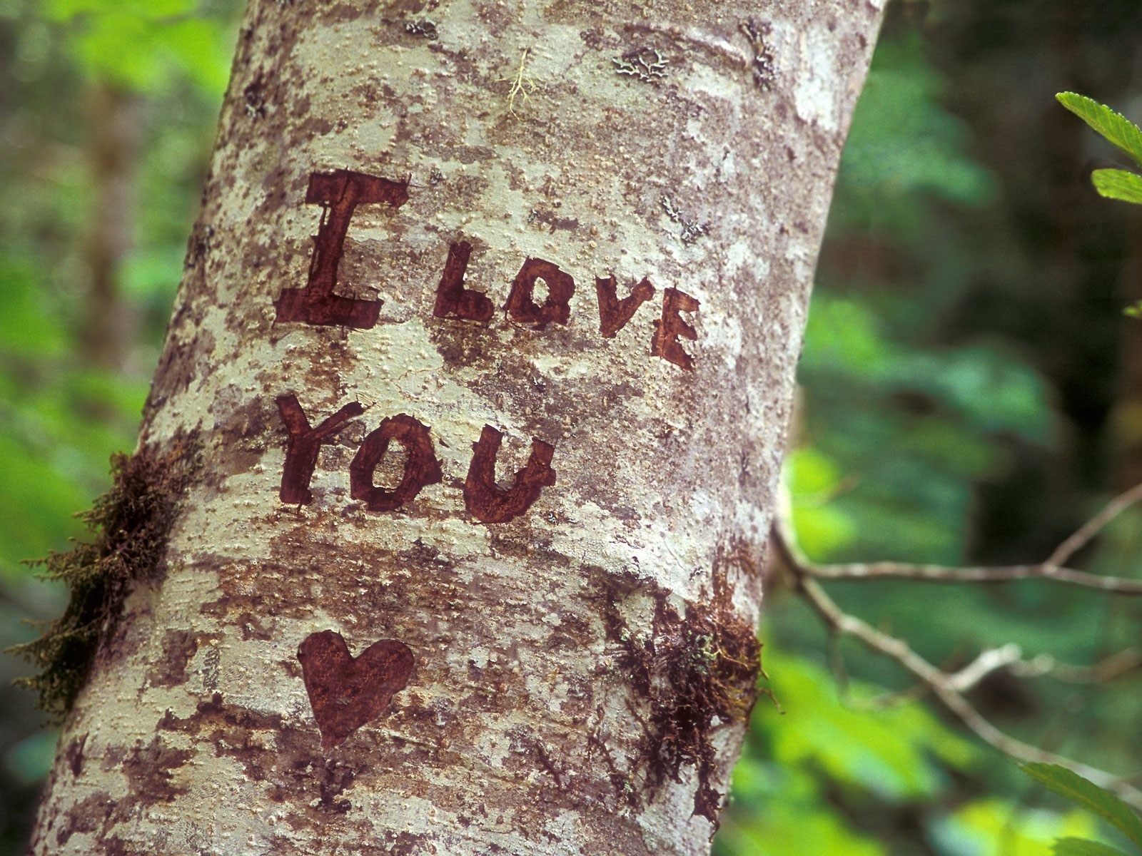 Love You In The Forest - HD Wallpaper 
