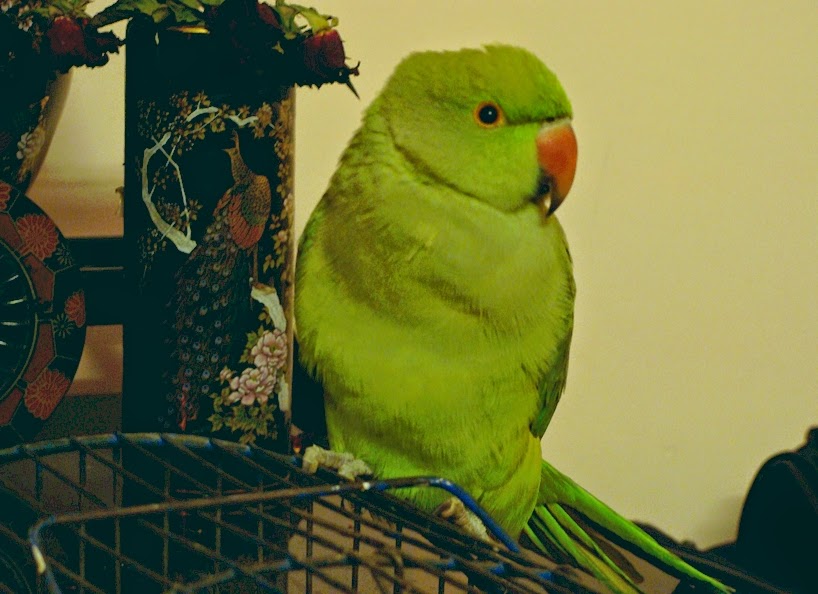 Budgie - HD Wallpaper 