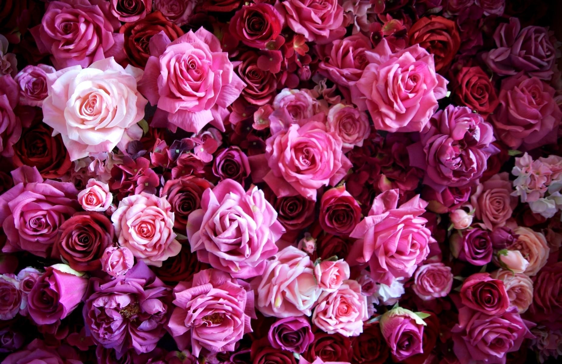Wallpaper Roses, Flowers, Buds, Many, Flower - HD Wallpaper 