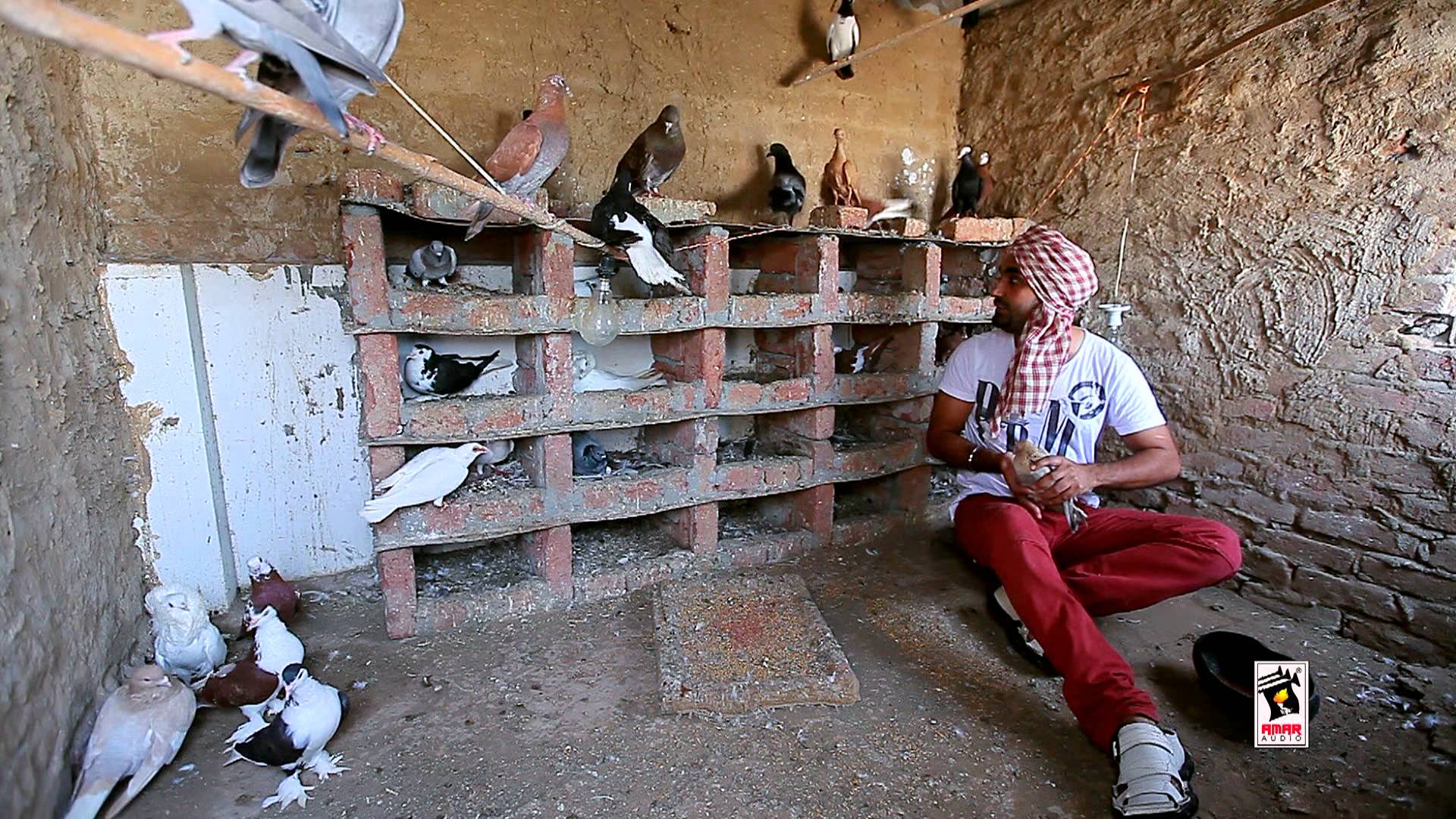 Ravinder Grewal - Kabootar Ravinder Grewal Mp3 - HD Wallpaper 