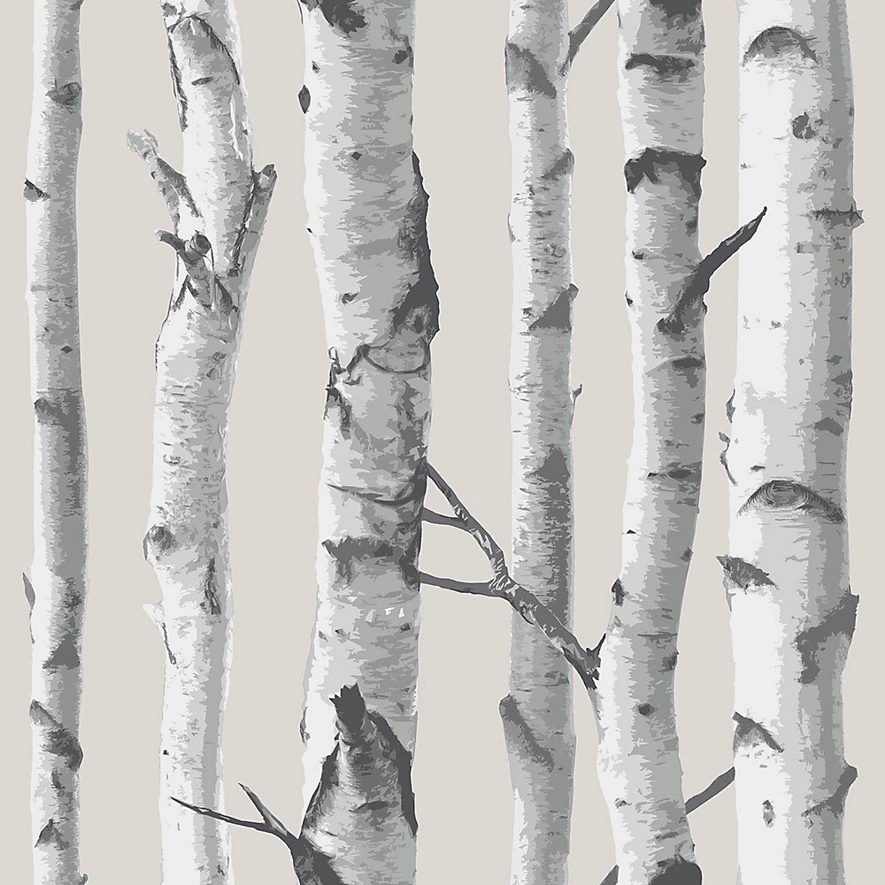 Window Film Privacy Birch Tree - HD Wallpaper 