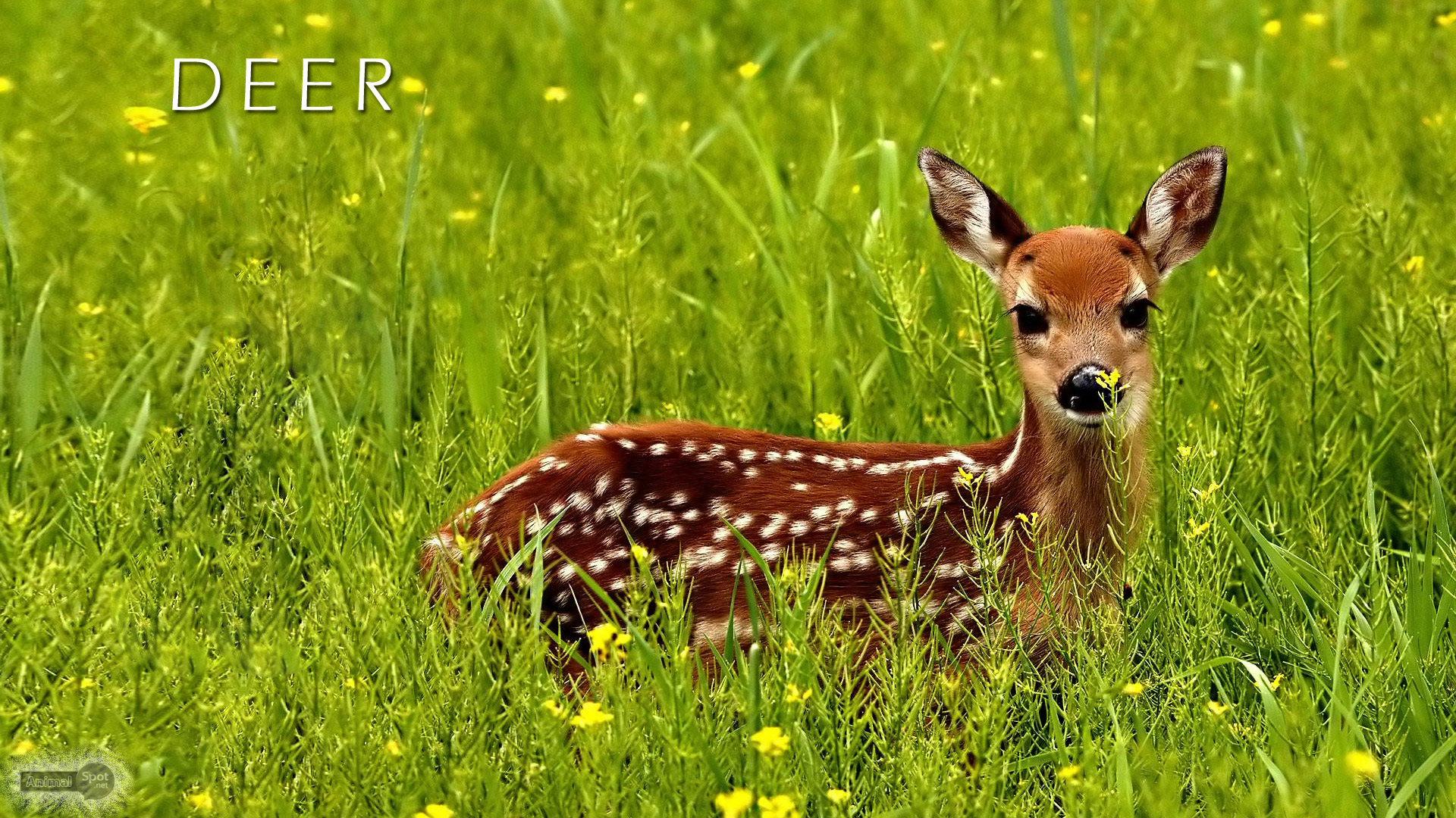 Desktop Backgrounds Deer - HD Wallpaper 