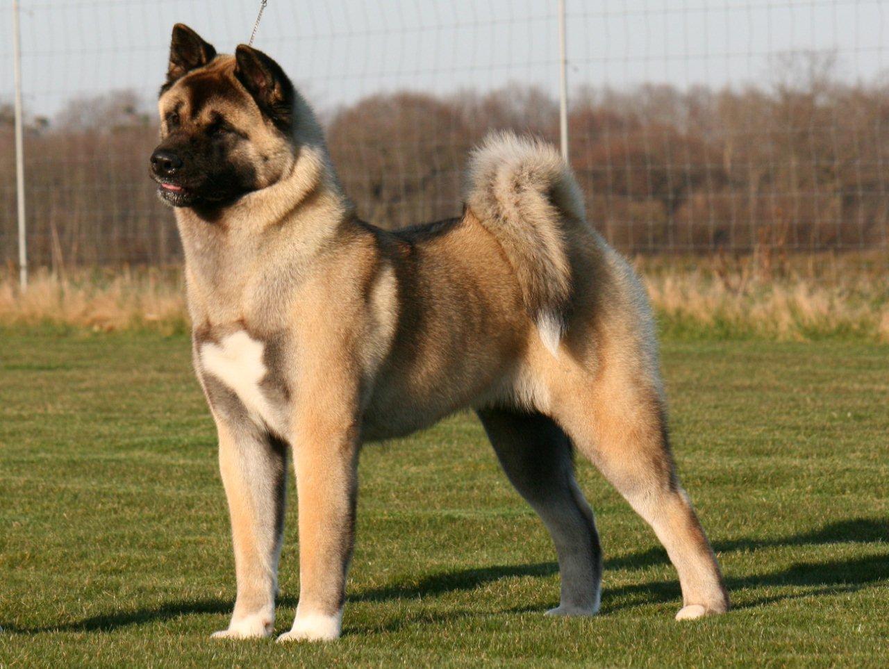 Fawn American Akita Dog - Akita Big Dog Breed - HD Wallpaper 