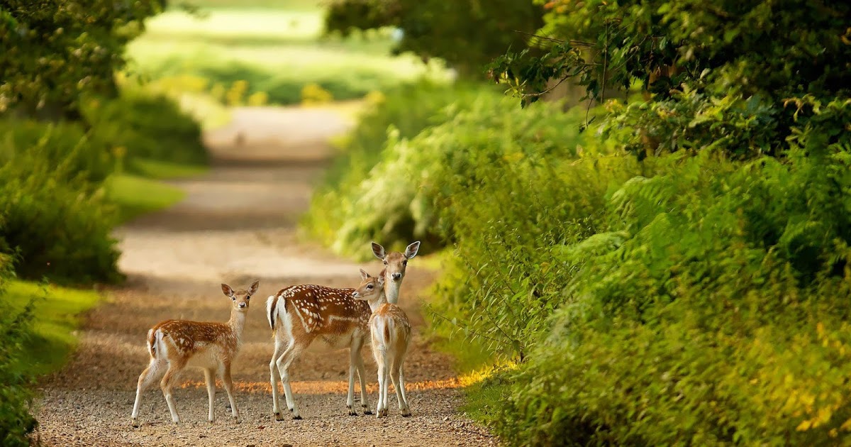 1080p Natural Photo Hd - HD Wallpaper 