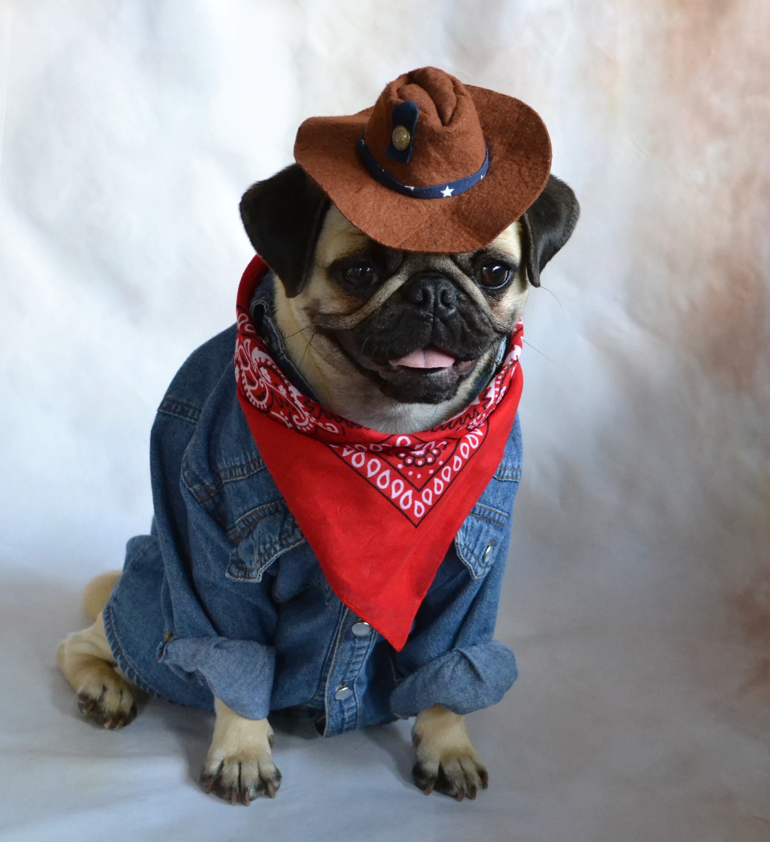 Pug Wearing A Cowboy Hat - HD Wallpaper 