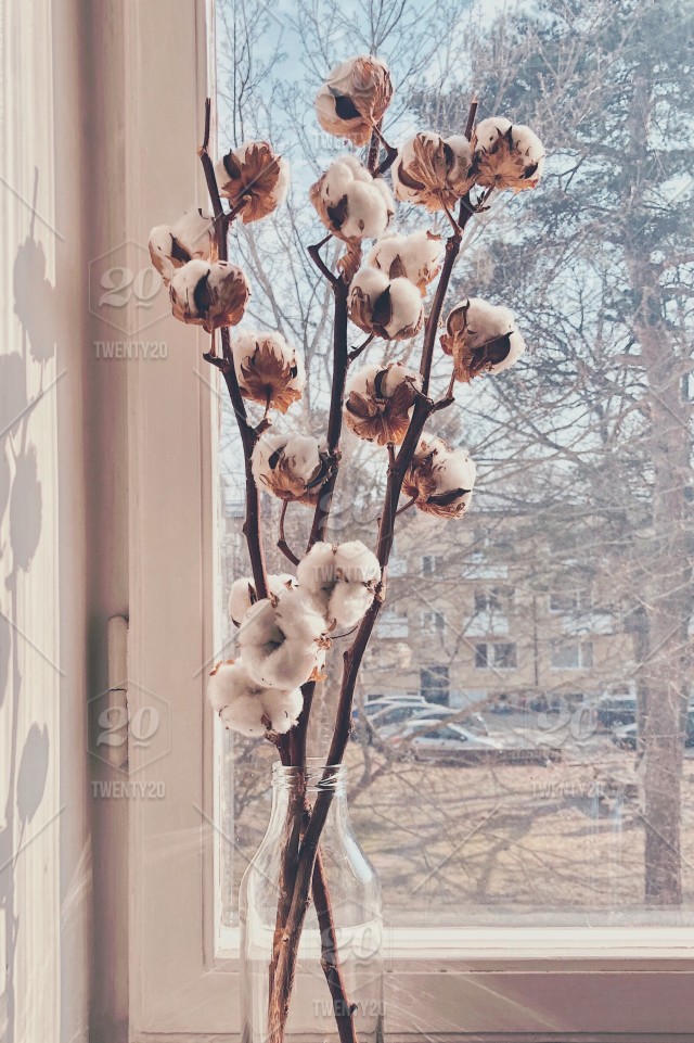 Moth Orchid - HD Wallpaper 