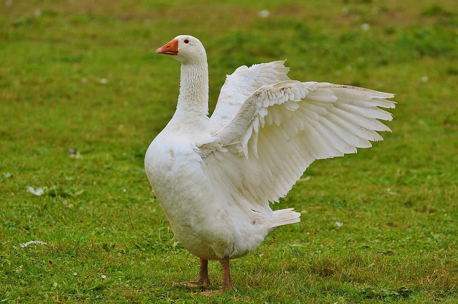 White Goose, Cute, Plumage, Animal, Domestic Goose, - Cute Geese - HD Wallpaper 
