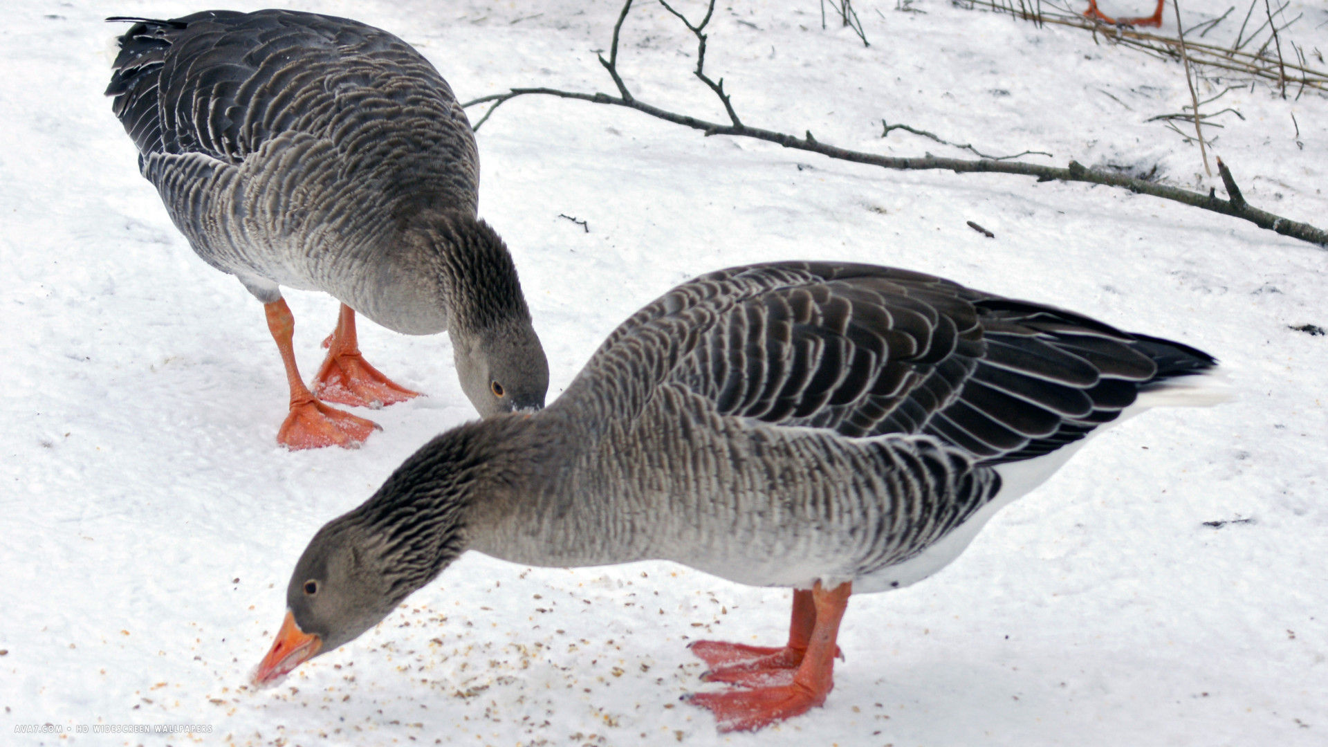 Goose Geese Bird Eating Snow Cold Hd Widescreen Wallpaper - Snow Goose - HD Wallpaper 