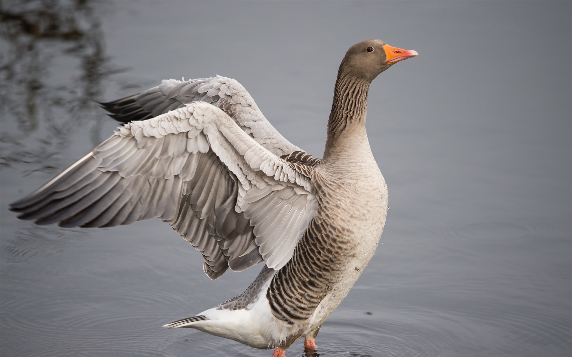 Wallpaper Goose, Wings, Water, Lake - Скачать Картинку С Гусем - HD Wallpaper 