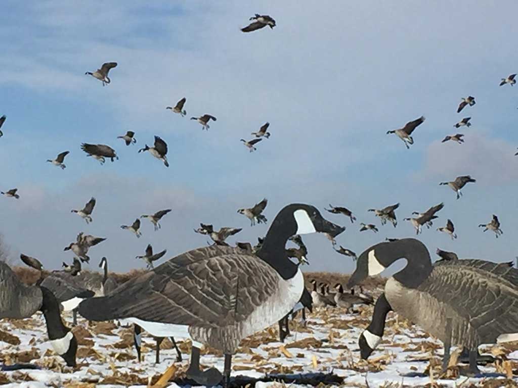 Goose Hunting Wallpaper - Goose Hunting - HD Wallpaper 