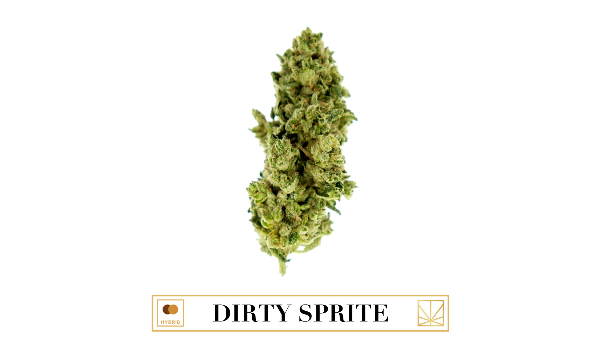 Pond Pine - HD Wallpaper 