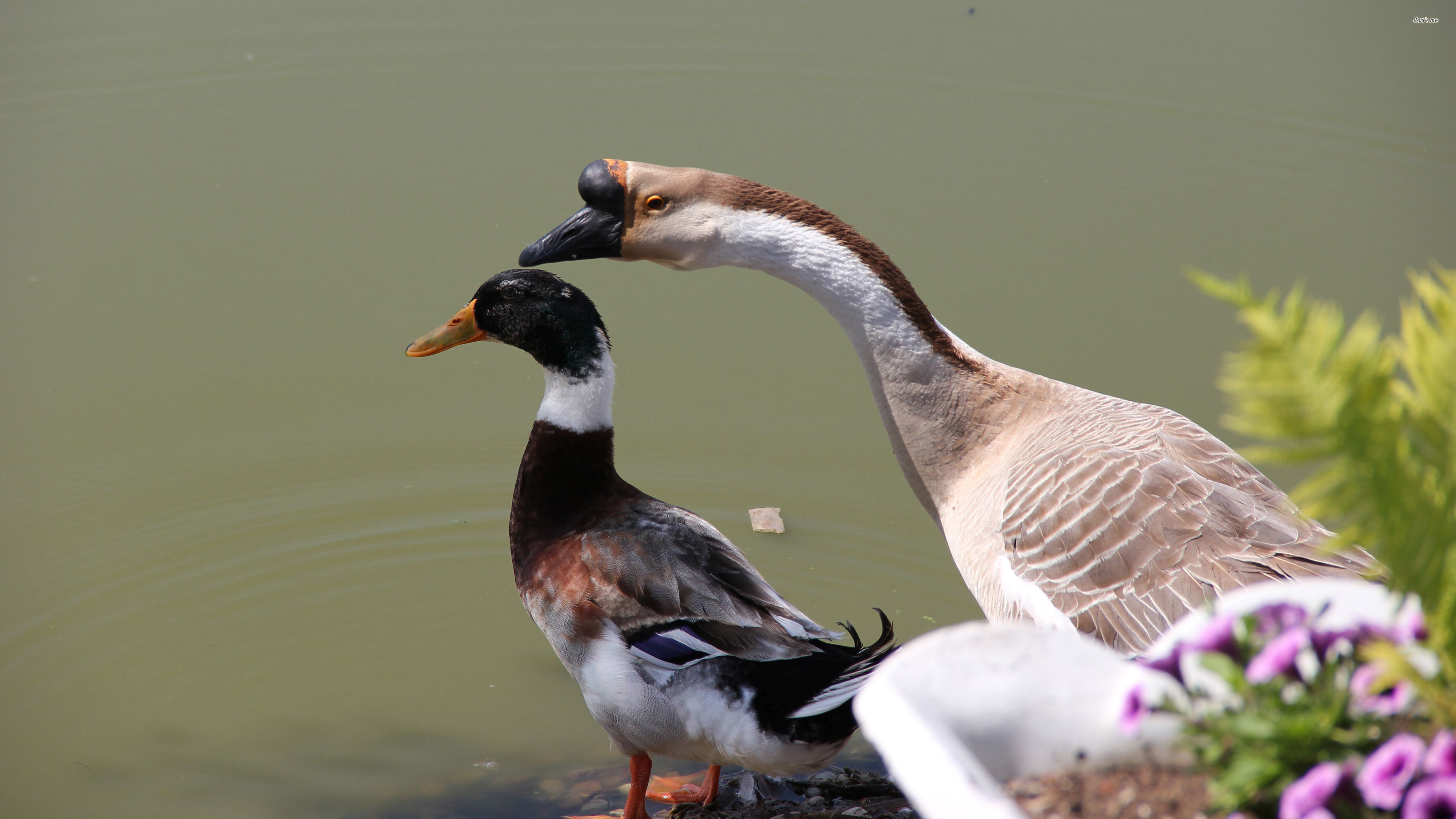 Goose - HD Wallpaper 