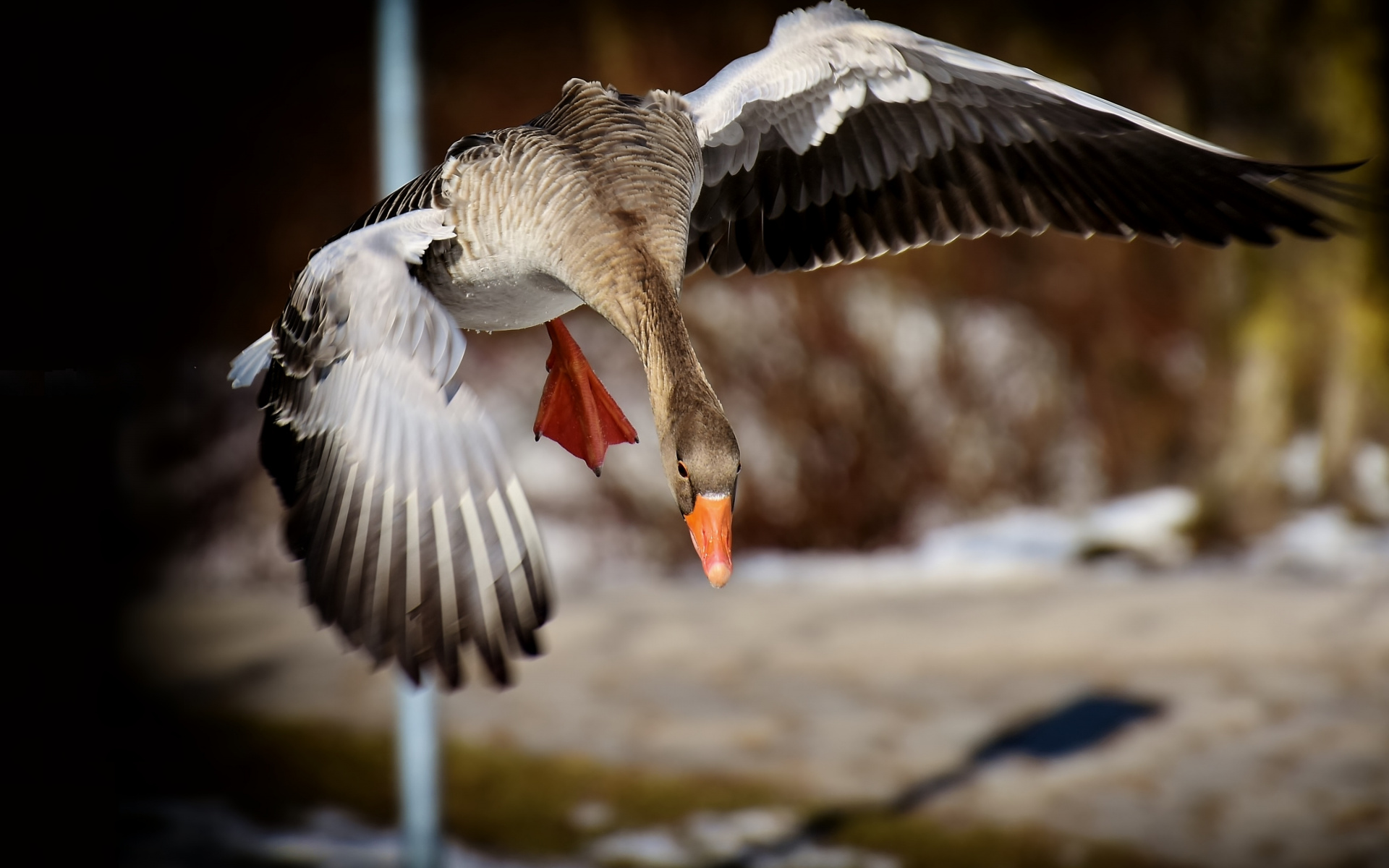 Goose Free Fly - HD Wallpaper 