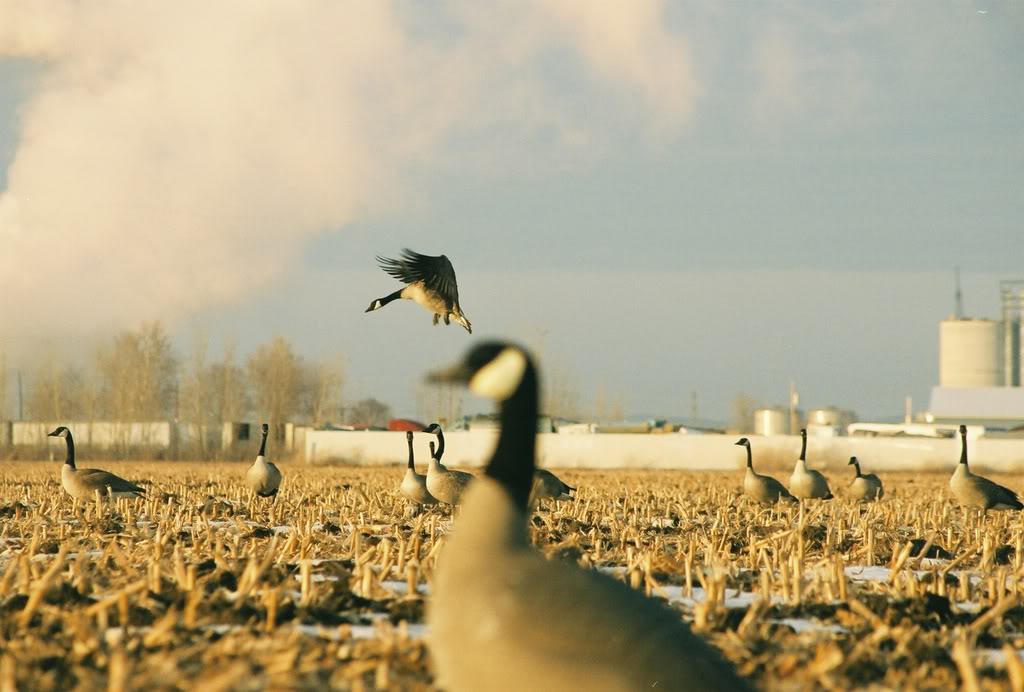 Goose - HD Wallpaper 