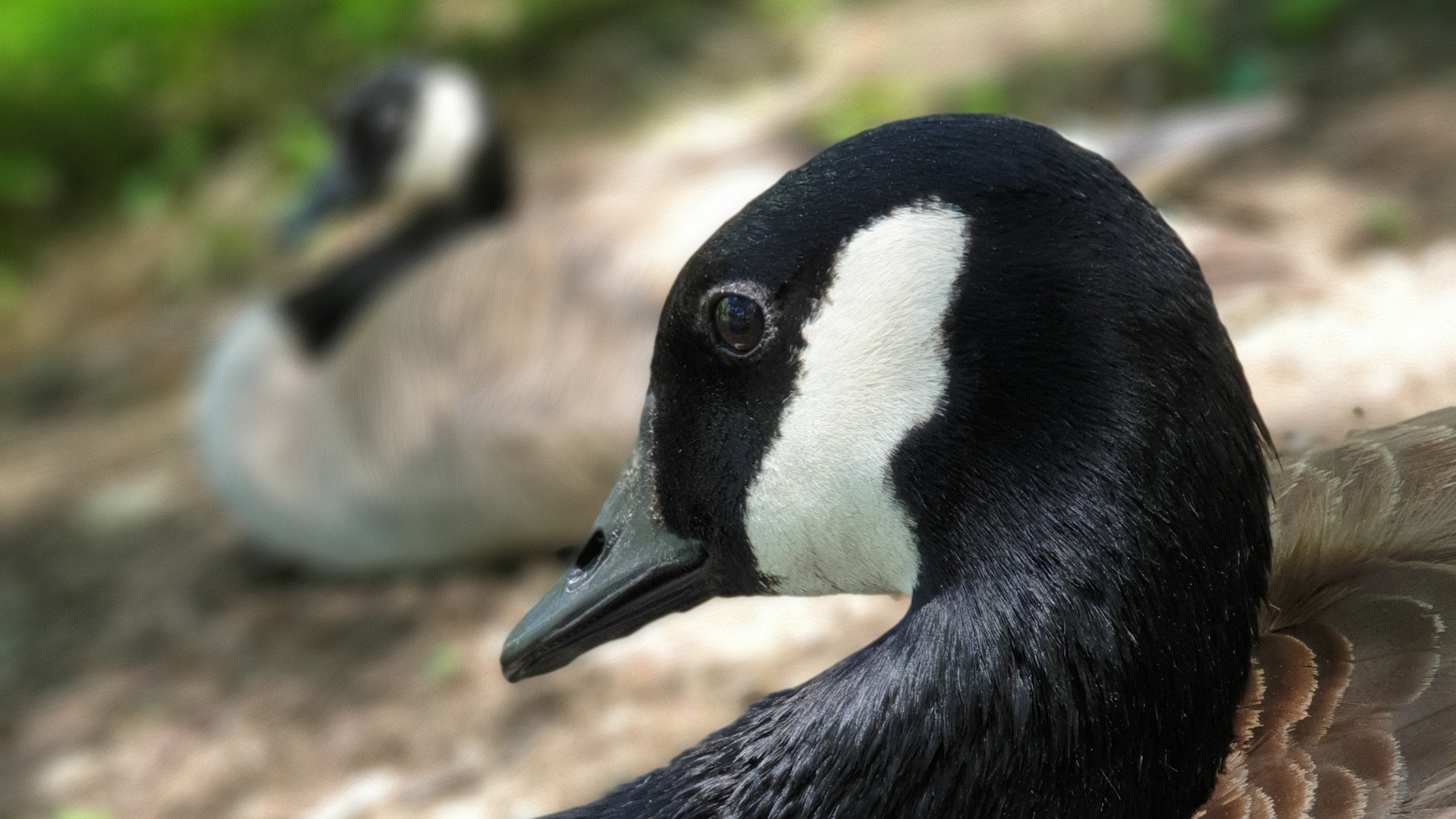 Geese Wallpaper - Canada Goose - HD Wallpaper 