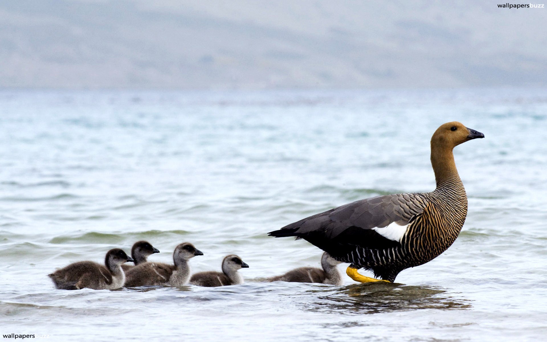 Mother Goose And Her Five Babies - HD Wallpaper 