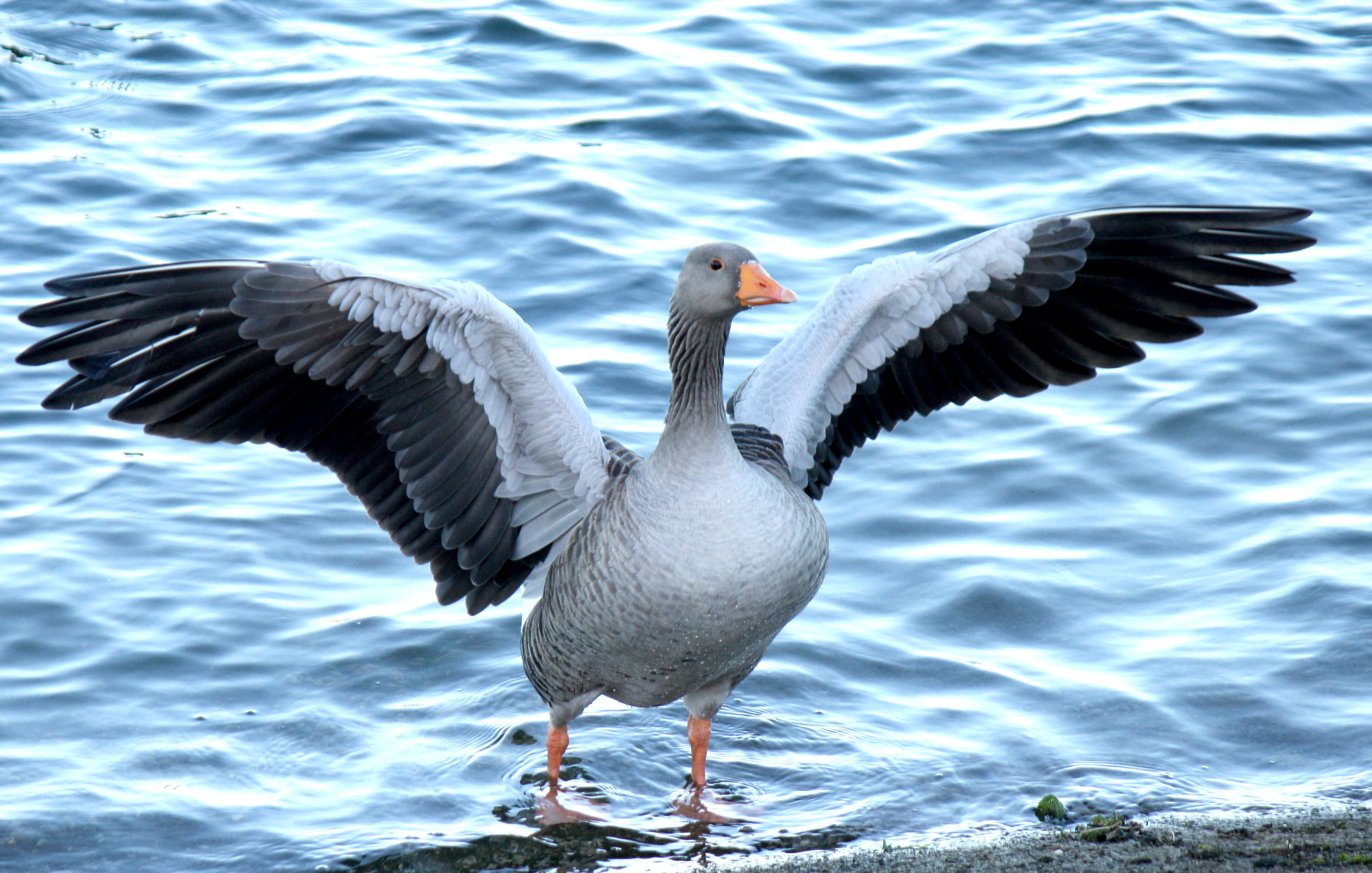 Duck With Wings Open - HD Wallpaper 